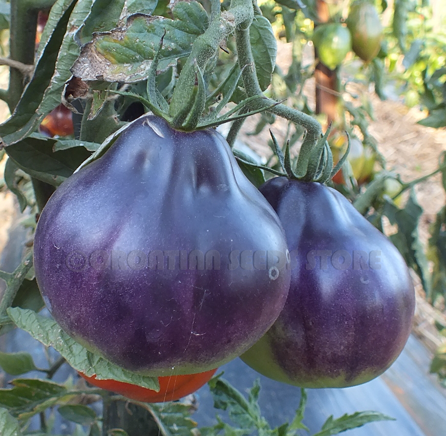 Black and Blue tomatoes : BLUE PEAR Tomato