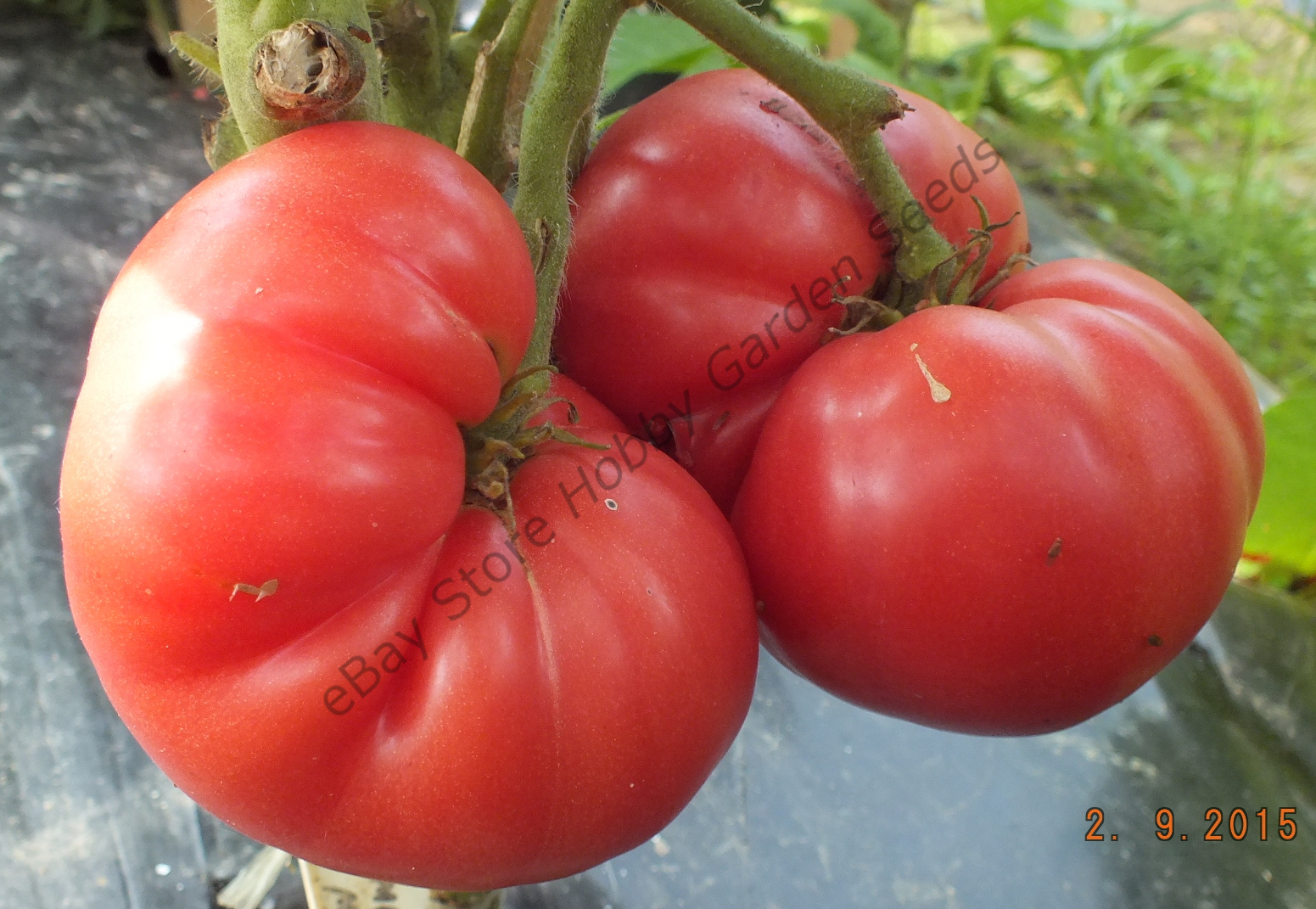 DWARF PROJECT NEW BIG DWARF Dwarf Project Tomato