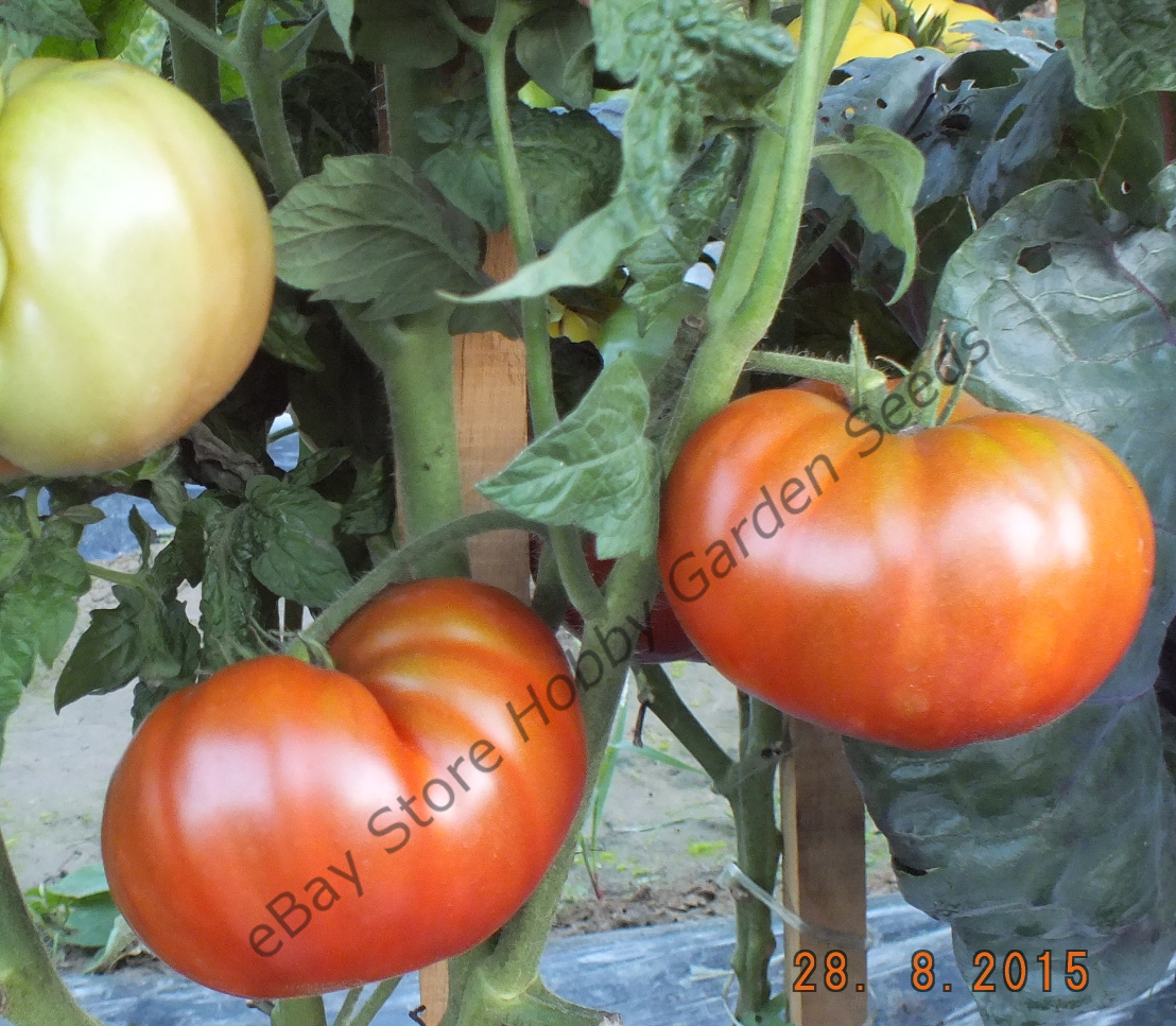 Dark And Blue Tomatoes : Dwarf Project Dark Tomato Tasmanian Chocolate