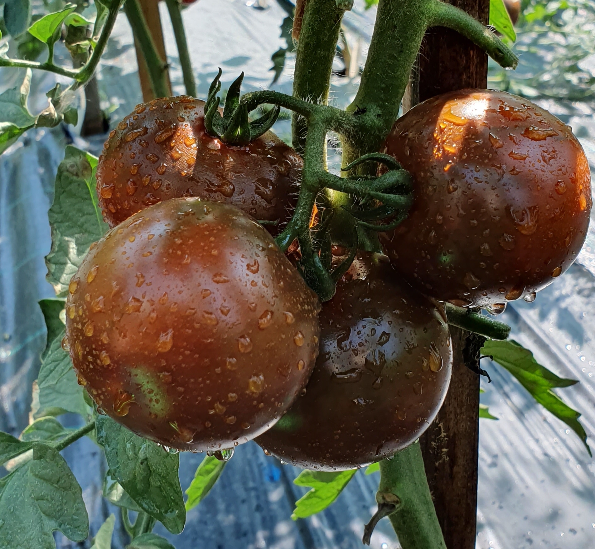 Темные помидоры Кумато