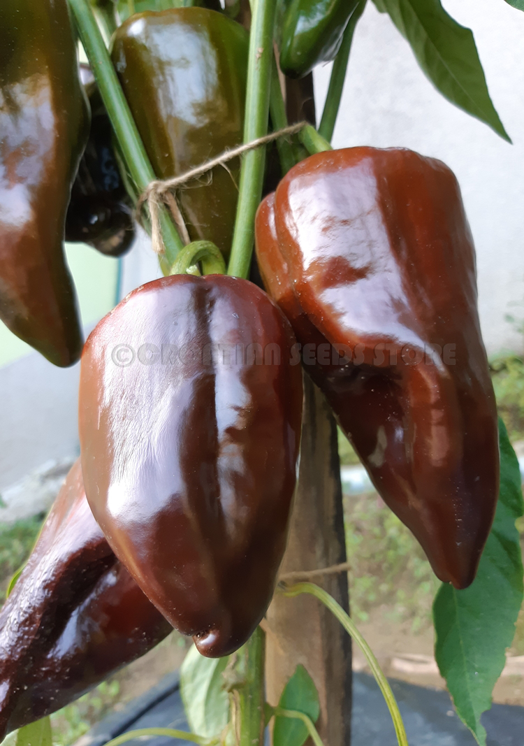 Hot Chilli Peppers : MULATO ISLENO Hot Chili Pepper