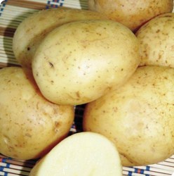 PotatoTRIUMPH