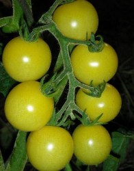TomatoSNOWWHITE6