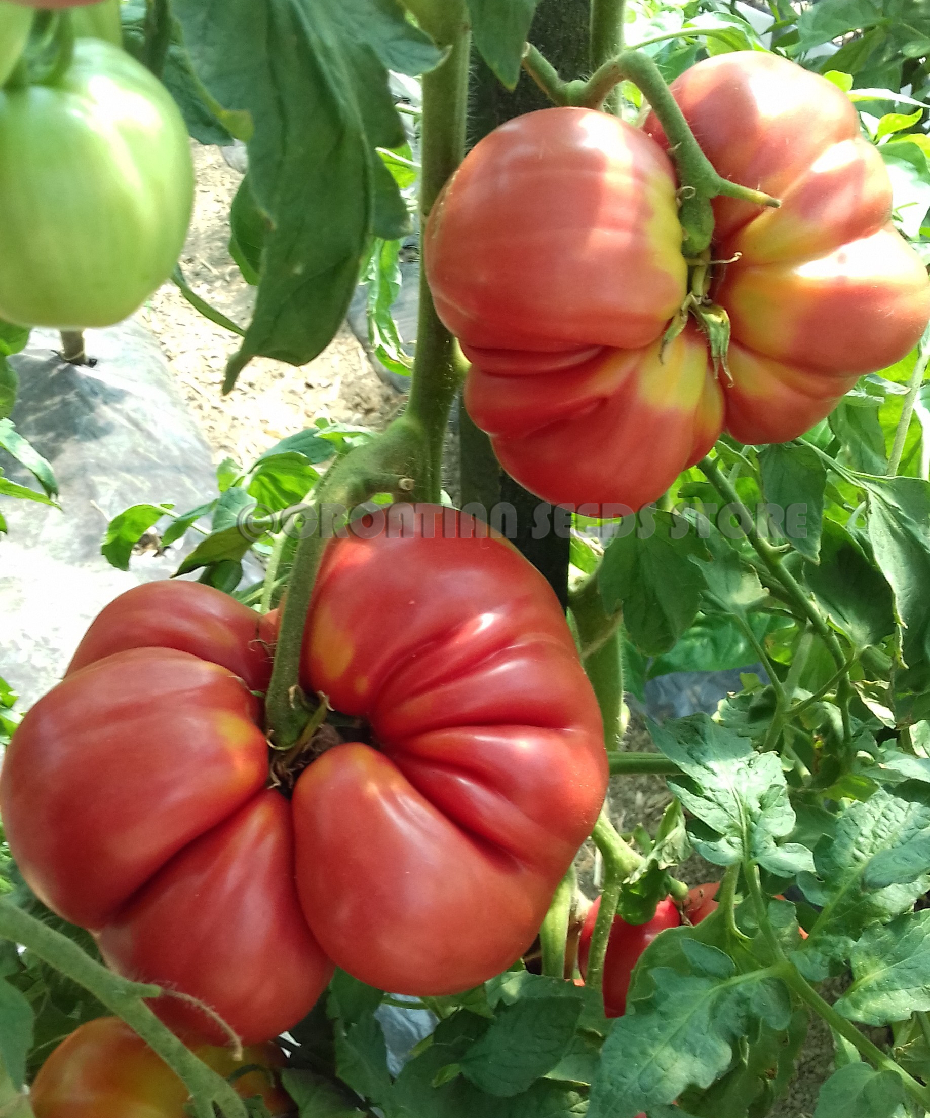 Pink Tomatoes: BEAR CLAW Tomato