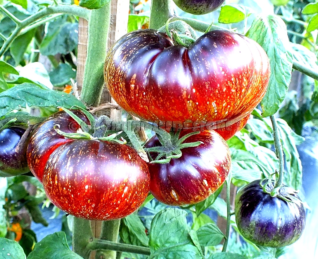 Striped tomatoes: BLUE FIRE Tomato