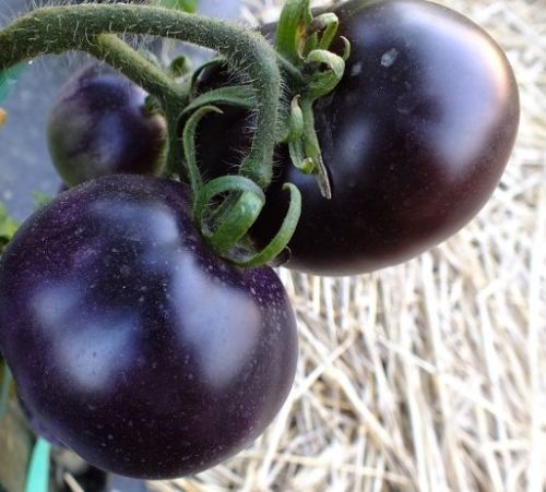Black and Blue tomatoes: BLUE PEAR Tomato