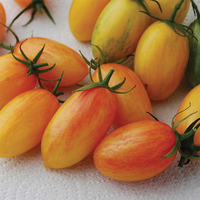 Cherry Tomatoes : ARTISAN BLUSH TIGER Tomato