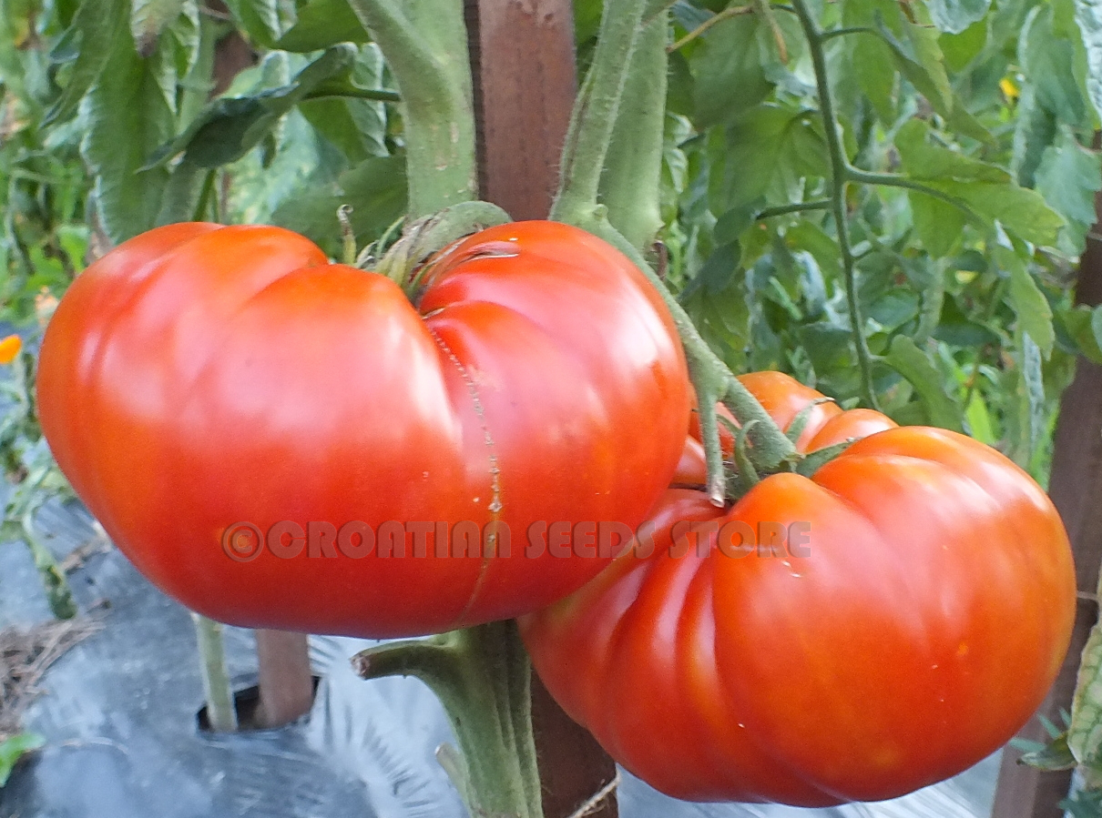 Red tomatoes : BRUTUS Tomato