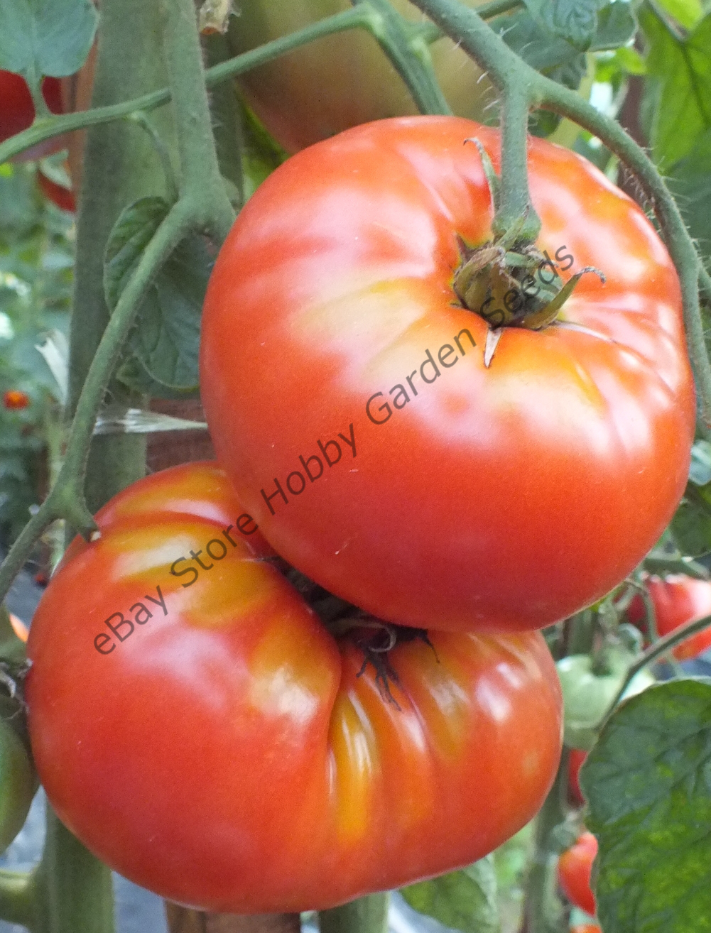 Red tomatoes : Red Tomato COUSTRALEE