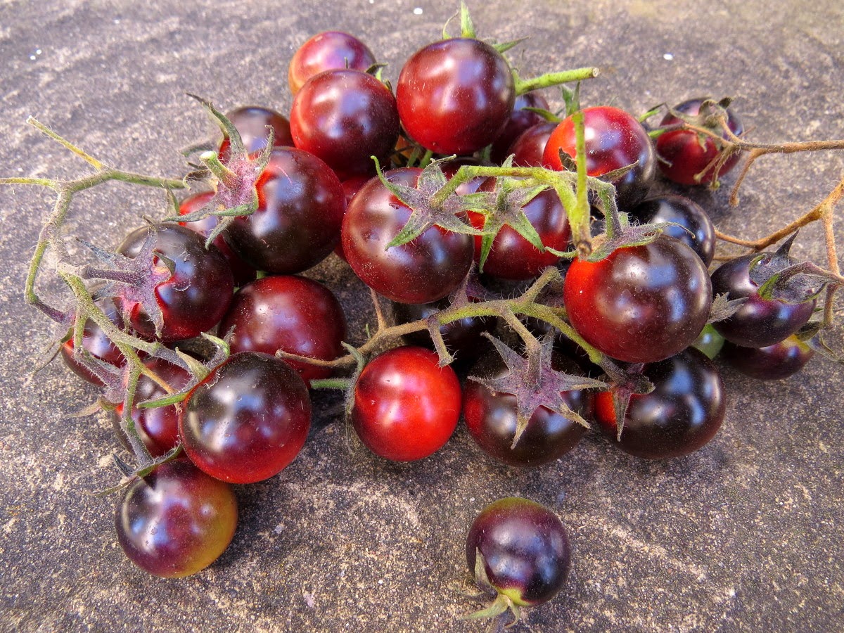 Cherry Tomatoes : DANCING WITH SMURFS Tomato