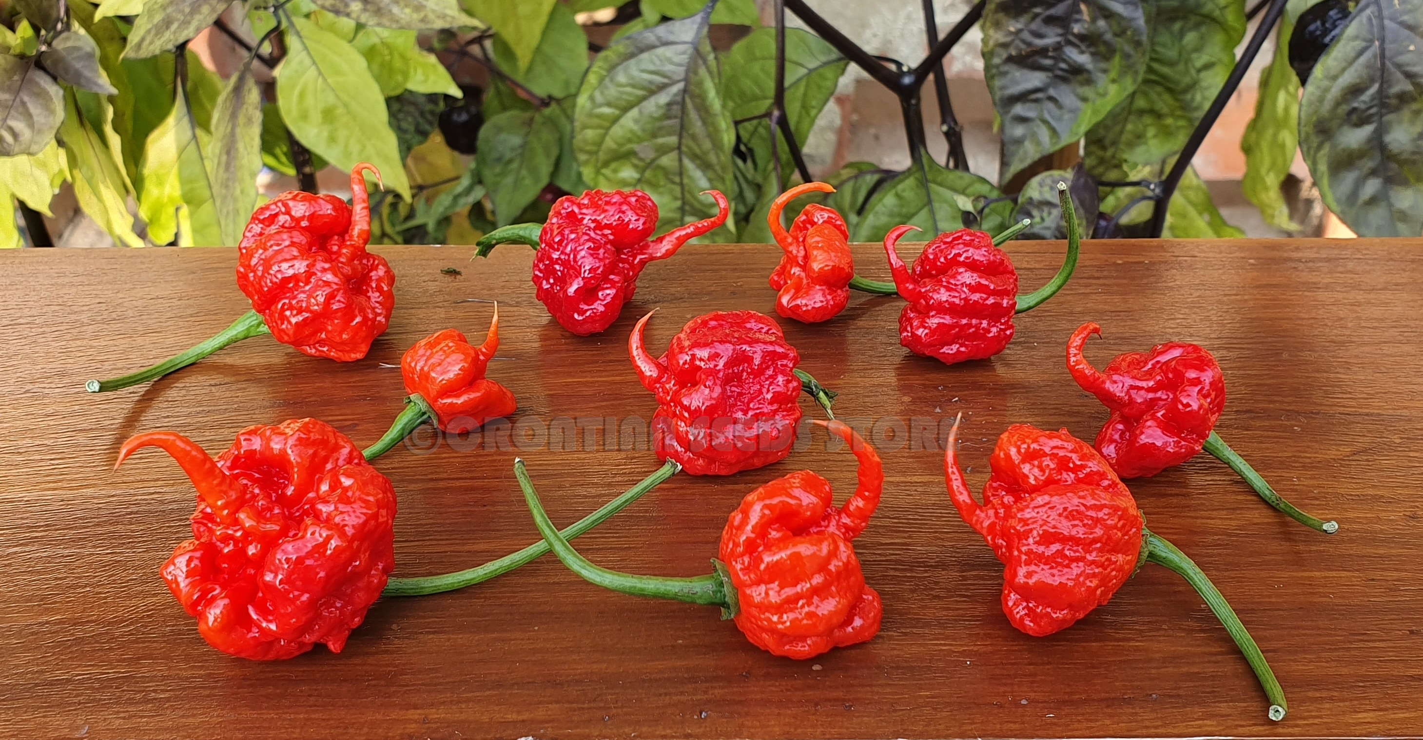 Hot Chilli Peppers Dragons Breath Hot Chili Pepper