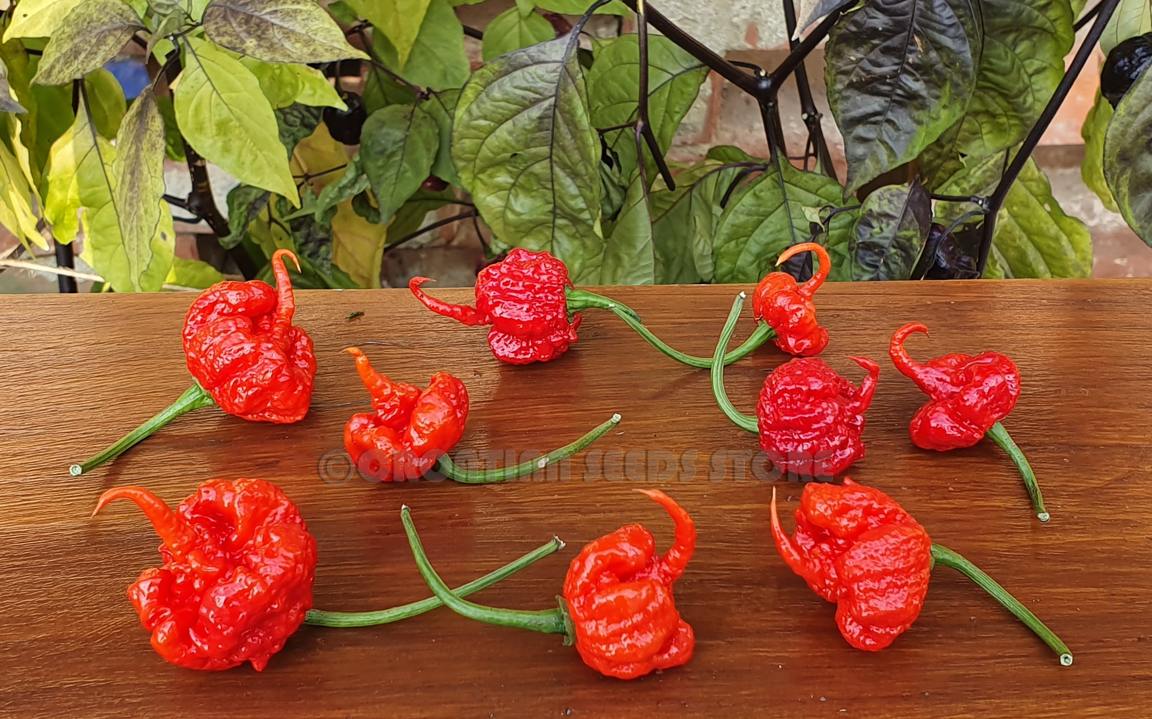 Hot Chilli Peppers Dragons Breath Hot Chili Pepper
