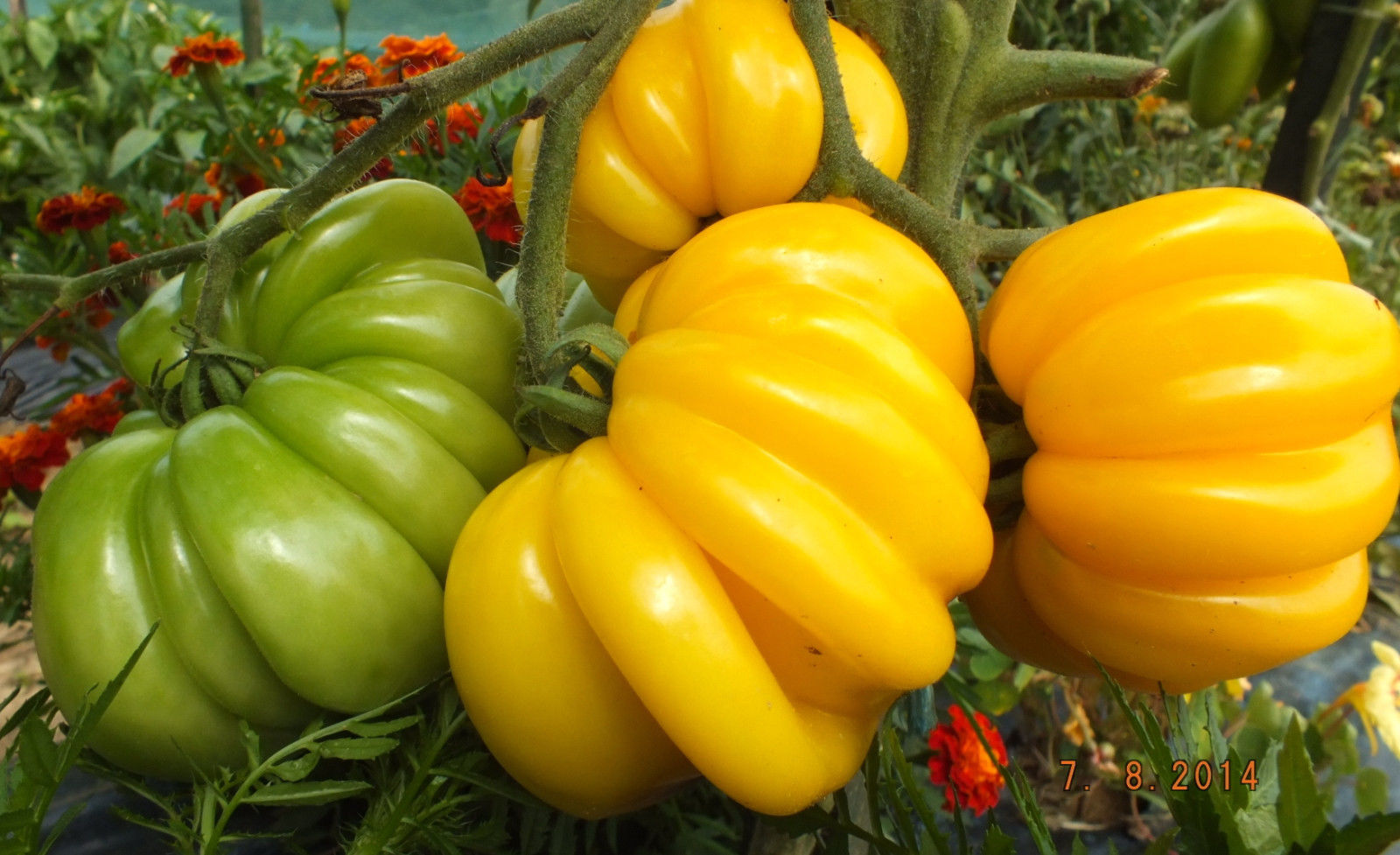 Tomatoes : FLORENTINE BEAUTY Tomato