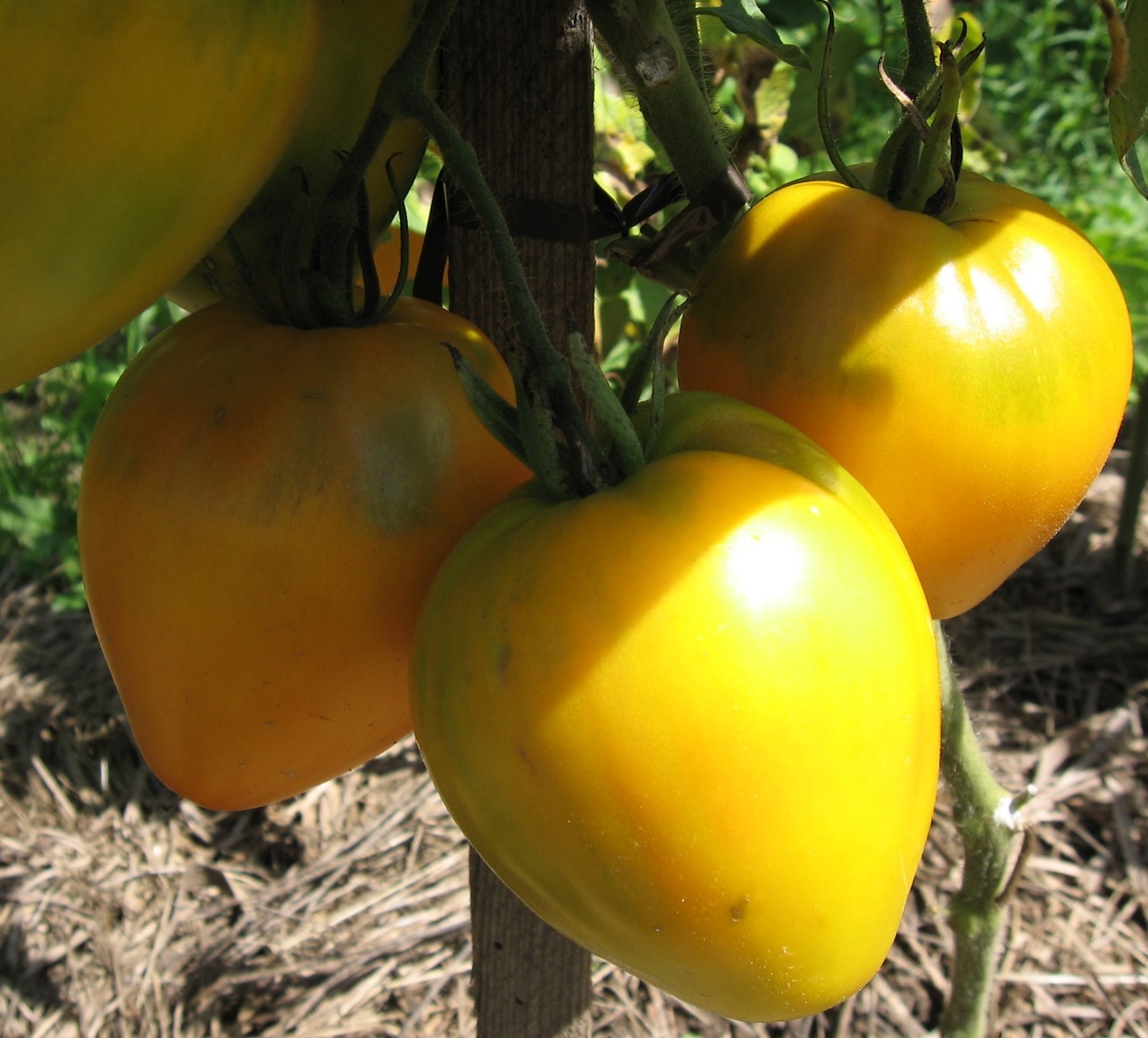 золотые горы медео томат описание сорта