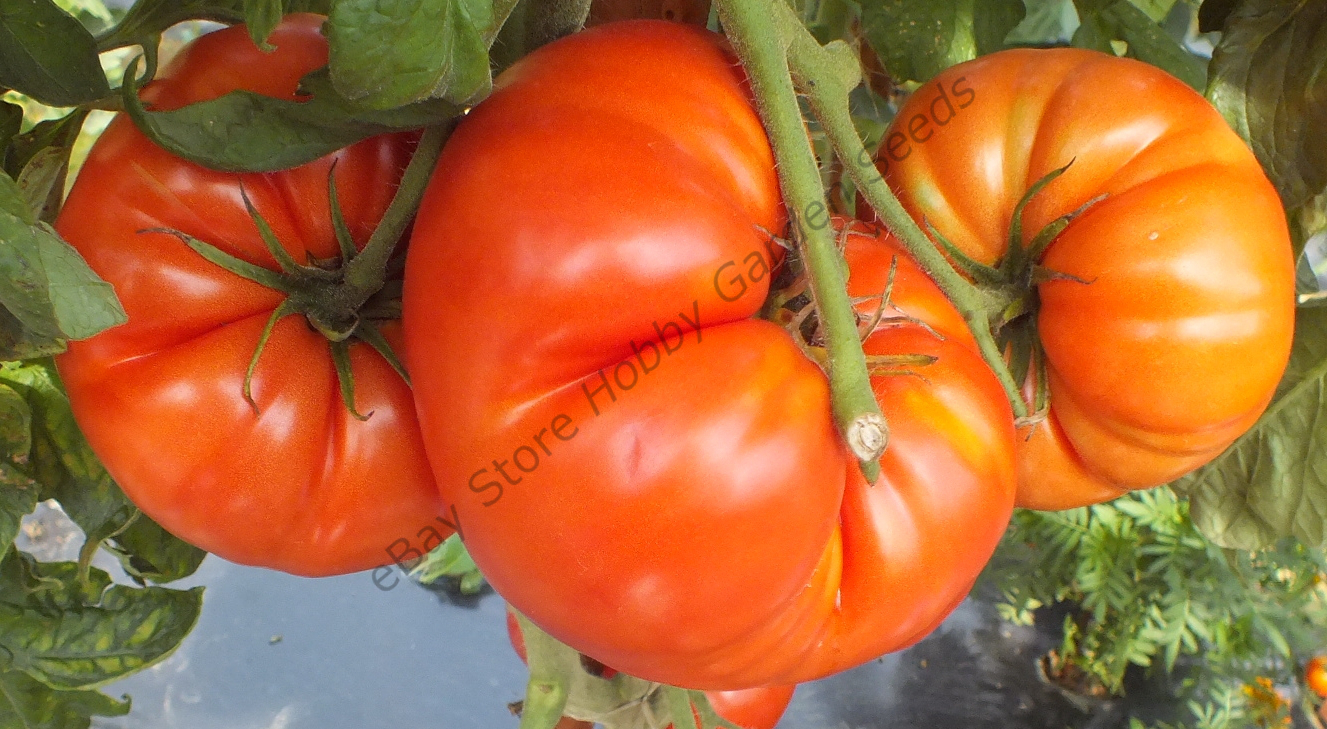 Red tomatoes : MILKA'S RED BULGARIAN Tomato