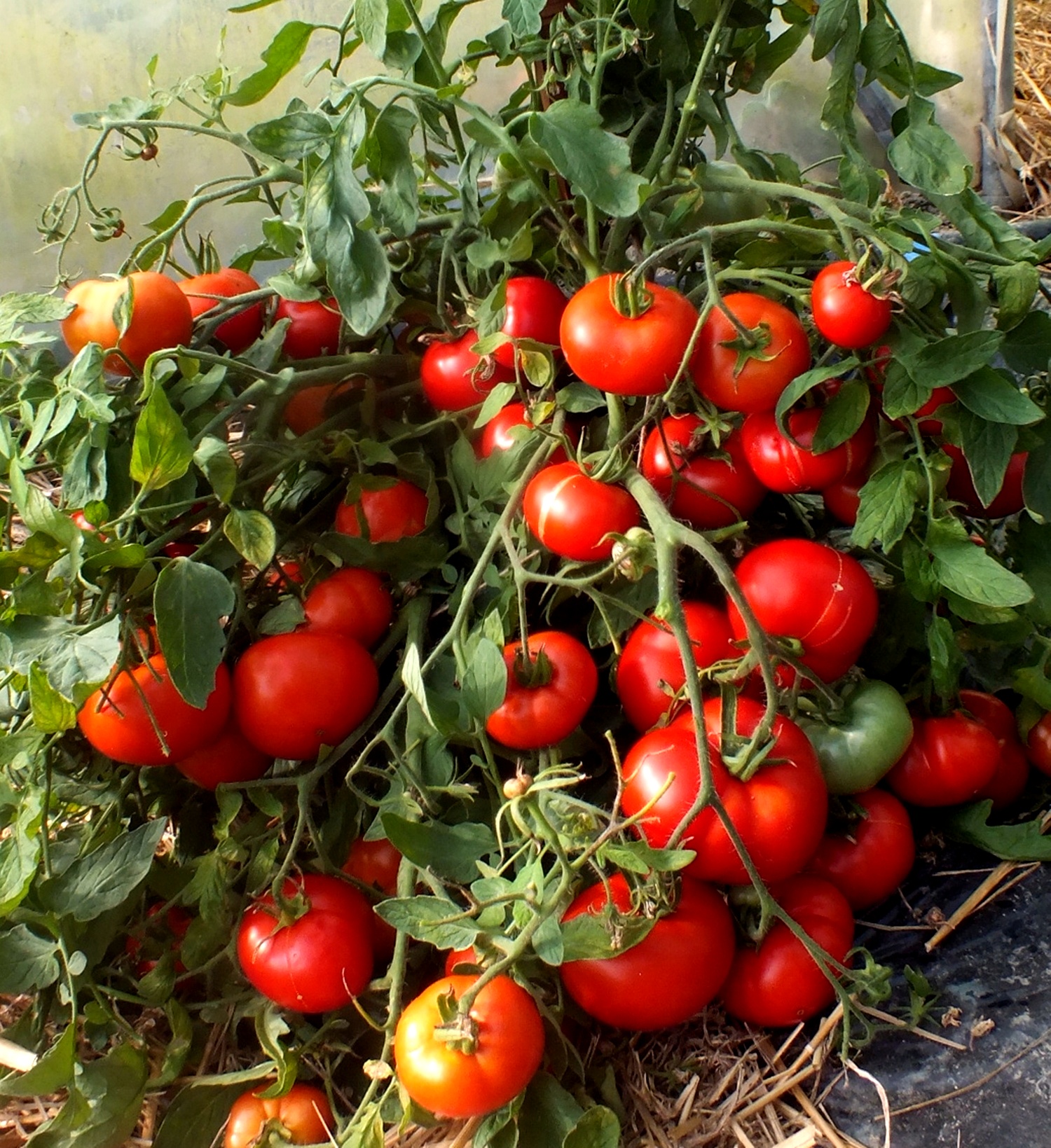 20 Tomato Seeds MONGOLIAN DWARF-Mongolskyi Karlik Heirloom Early Russian Variety
