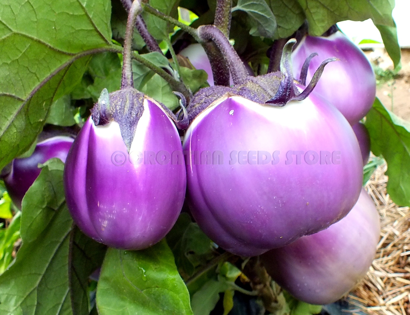 So 015 Graines Aubergine Prosperosa SPECIAL and FINE! 10+ seeds 