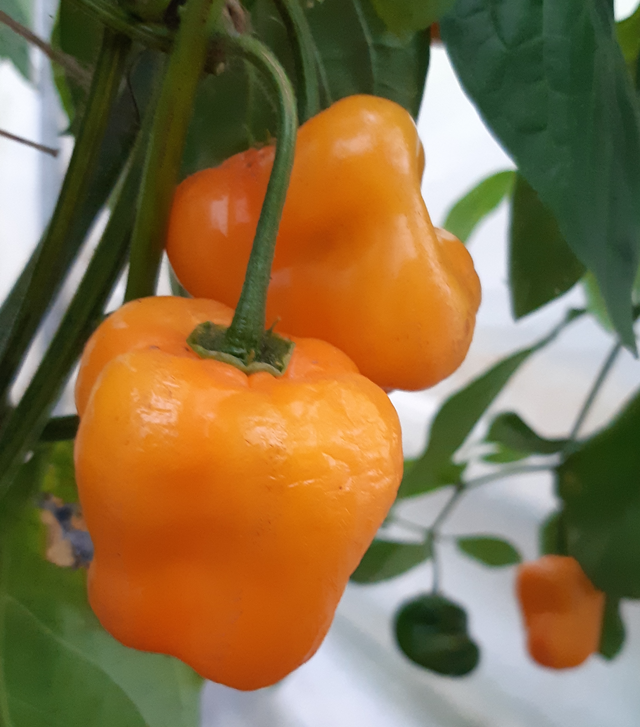 Giant Rocoto 20 quality organic hot chili pepper seeds.