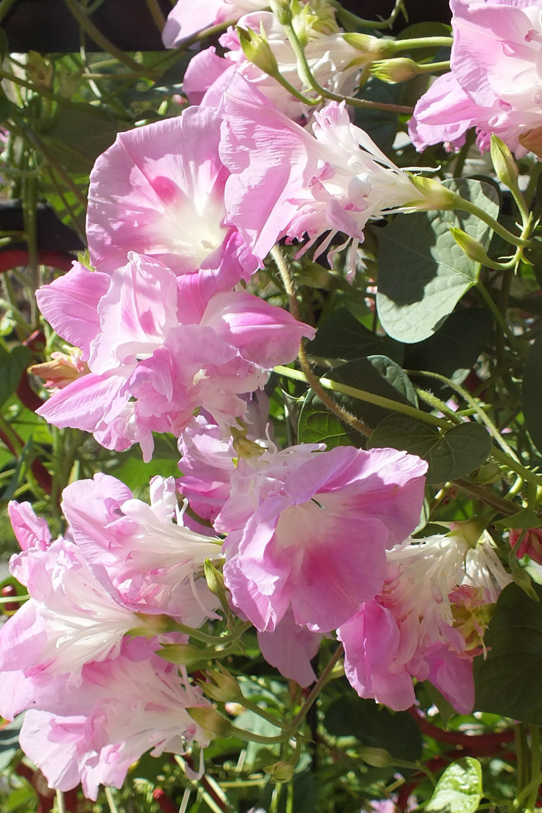 Sakura Dance | Japanese morning glory seeds