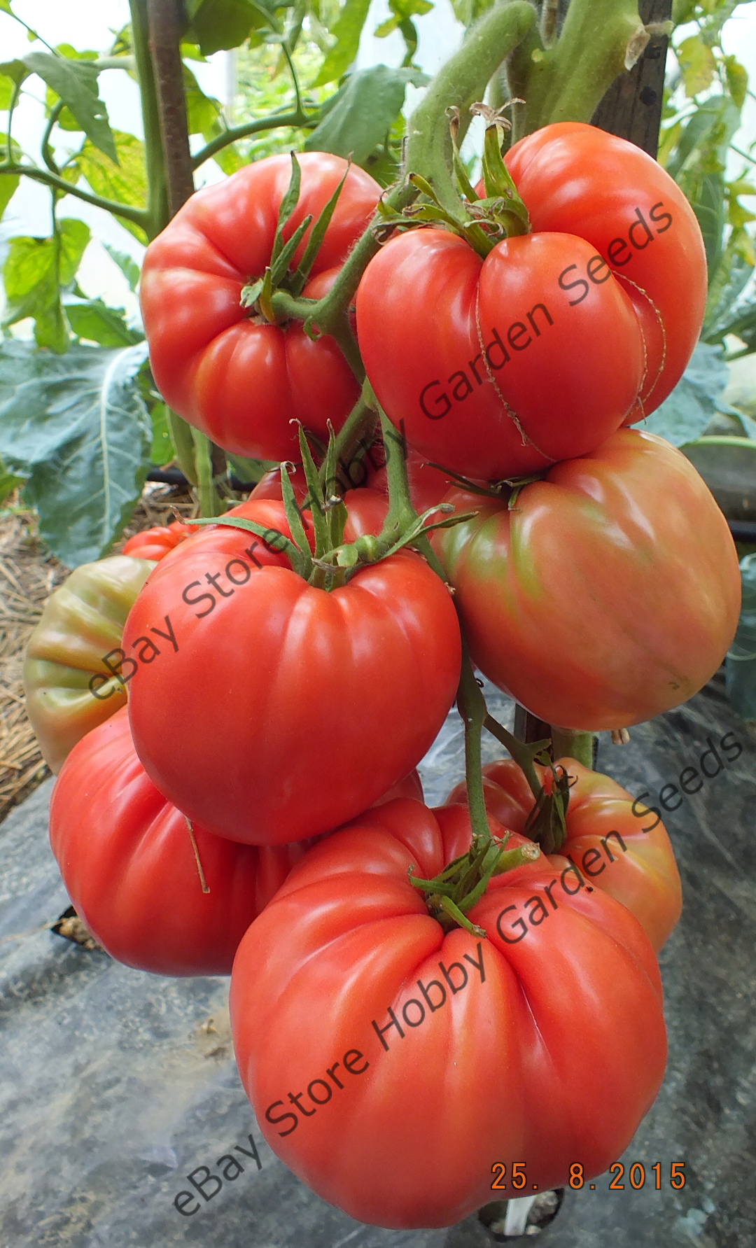 Pink Tomatoes : Giant Pink Tomato SLANKARD'S