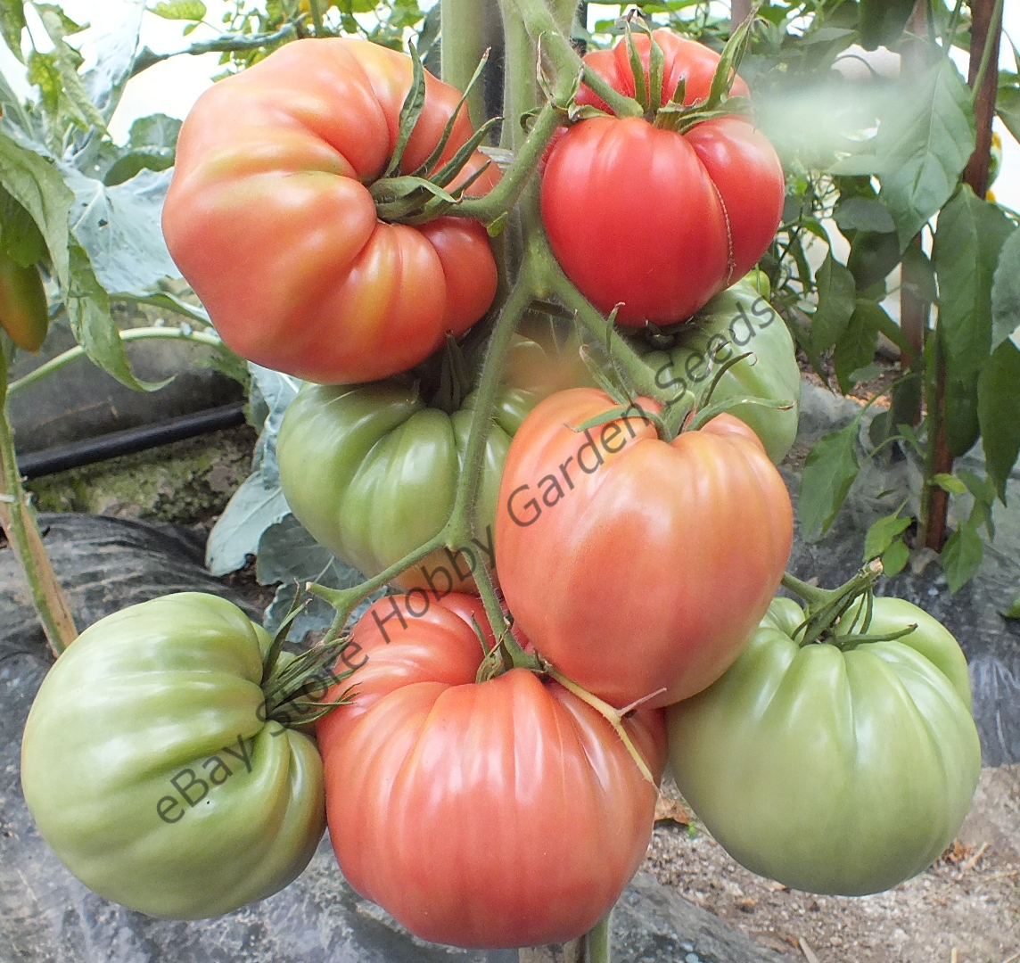 Pink Tomatoes : Giant Pink Tomato SLANKARD'S