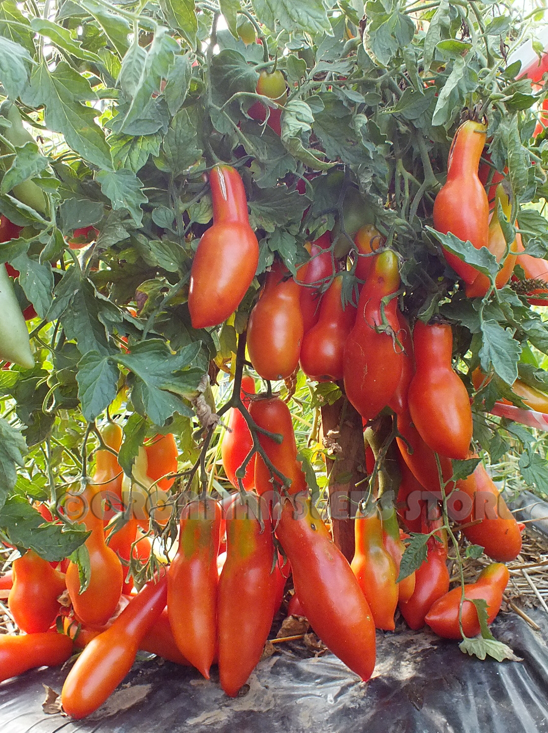 Strelka's Arrow tomate/tomato 20 graines/seeds/semillas