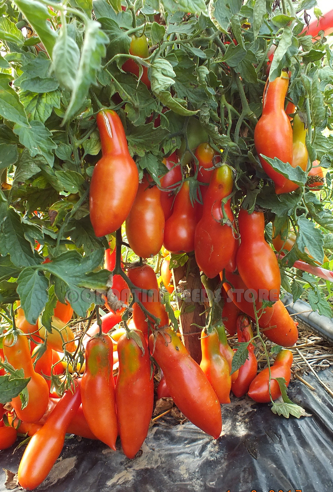 Strelka's Arrow tomate/tomato 20 graines/seeds/semillas