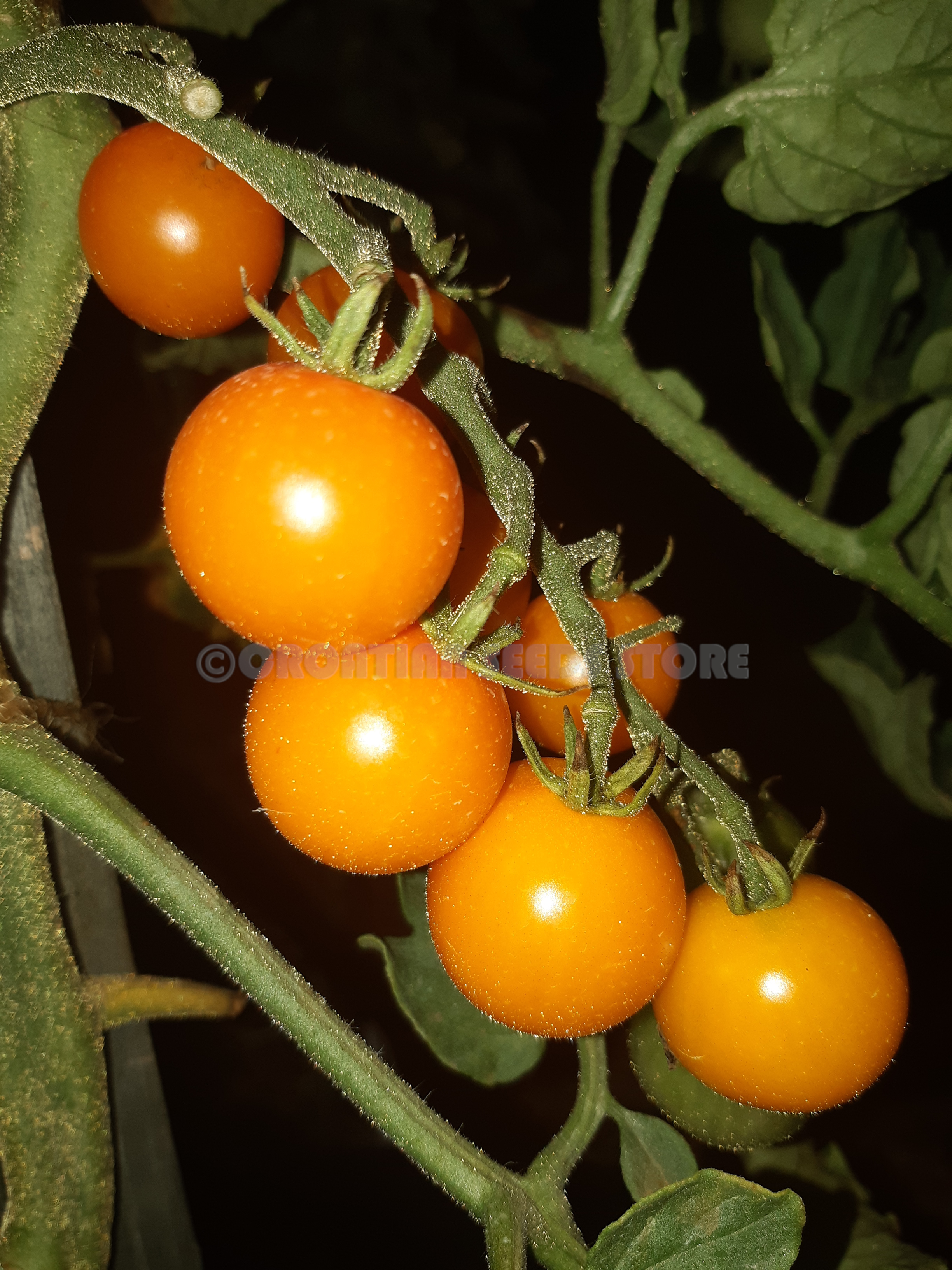 yellow cherry tomatoes