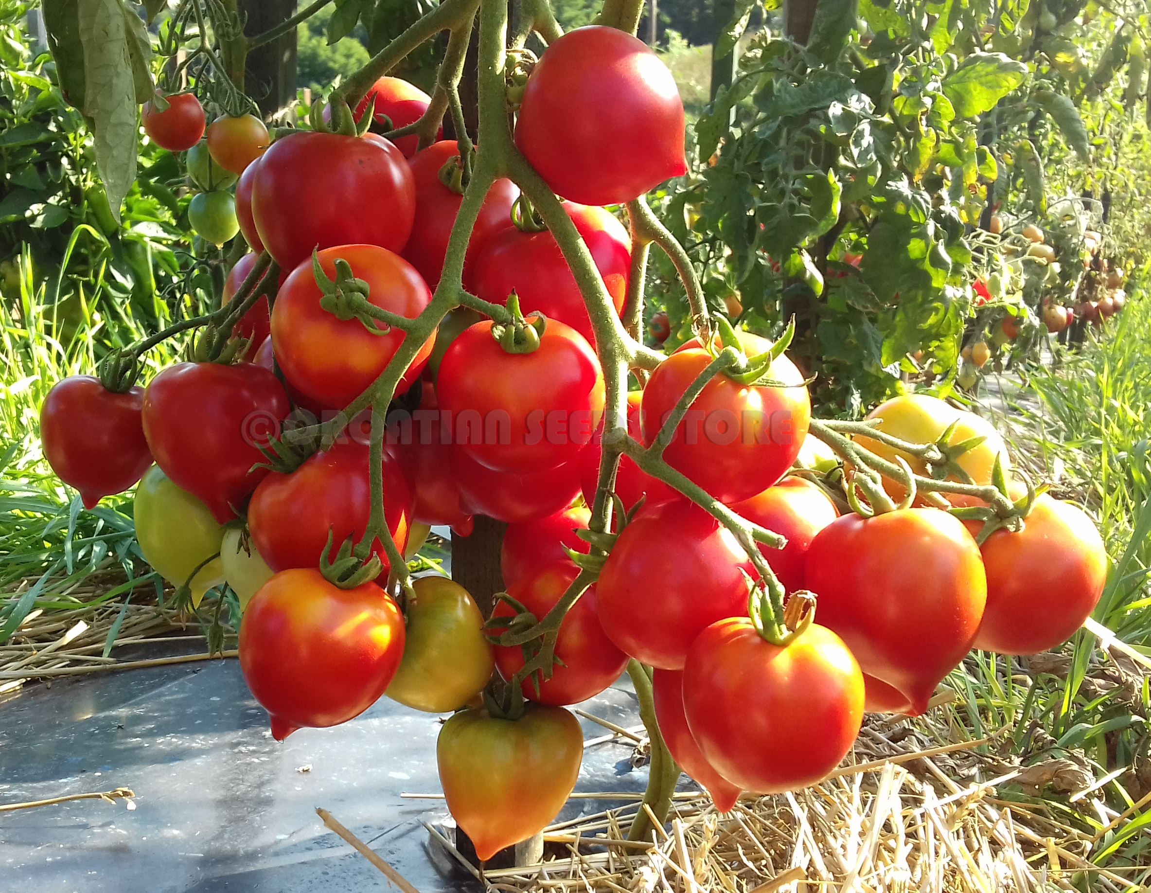 Tomato Jubilee Tarasenko.High Quality.Non GMO 