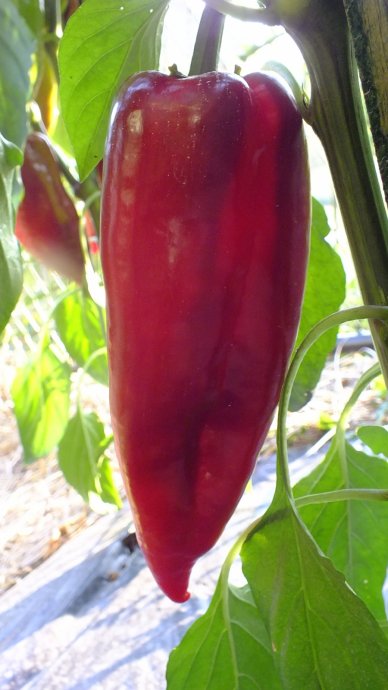 Red sweet peppers : THAI LONG Sweet Pepper