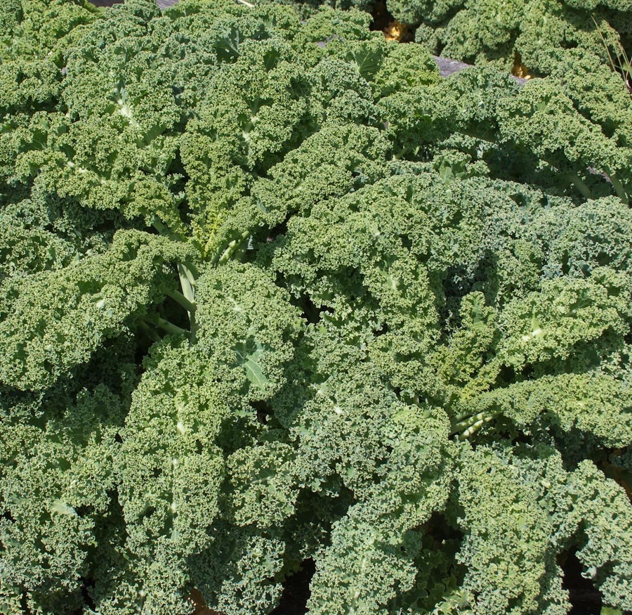 Dwarf Vates Curly Green Kale Curled Broccoli Premium Seed Packet Home ...