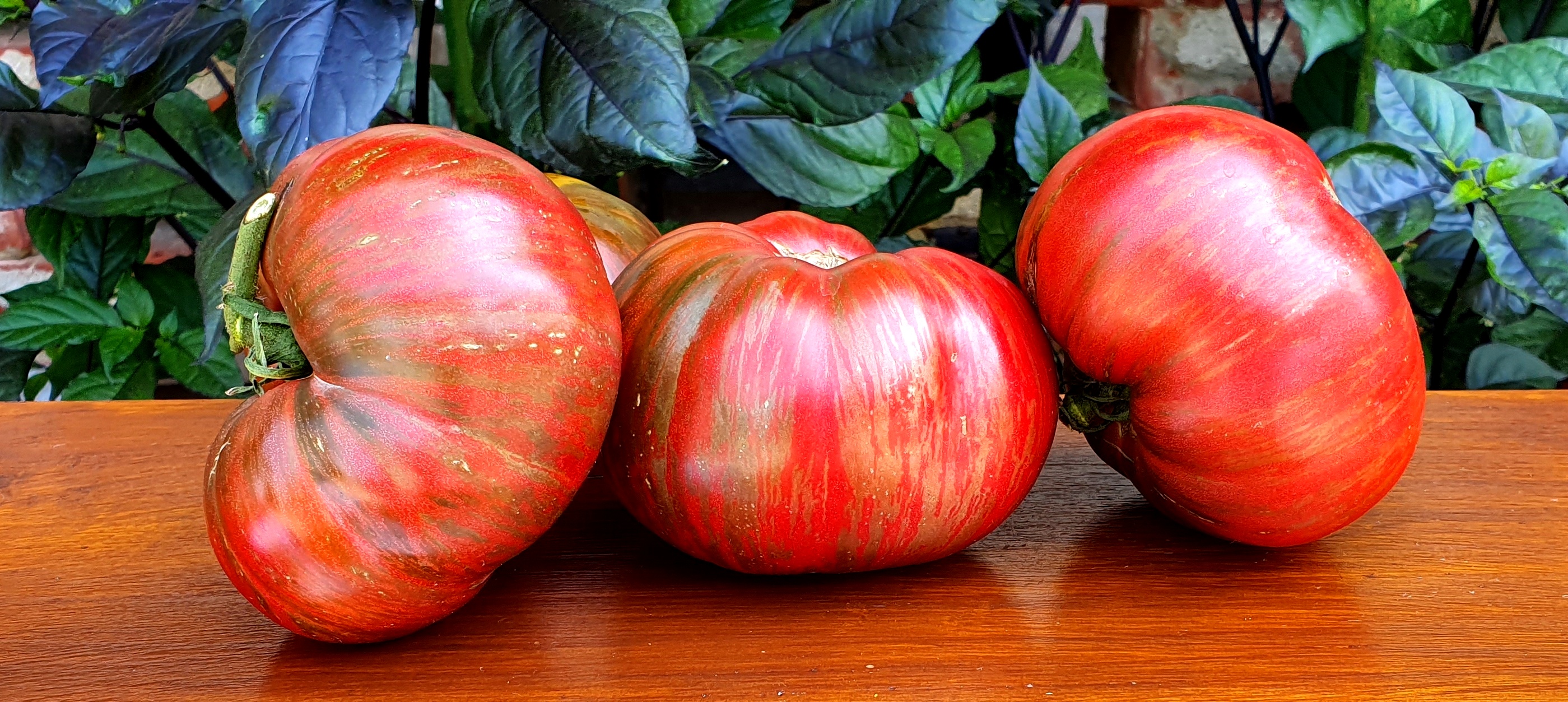 Striped tomatoes: ADELAIDE FESTIVAL Dwarf Project Tomato