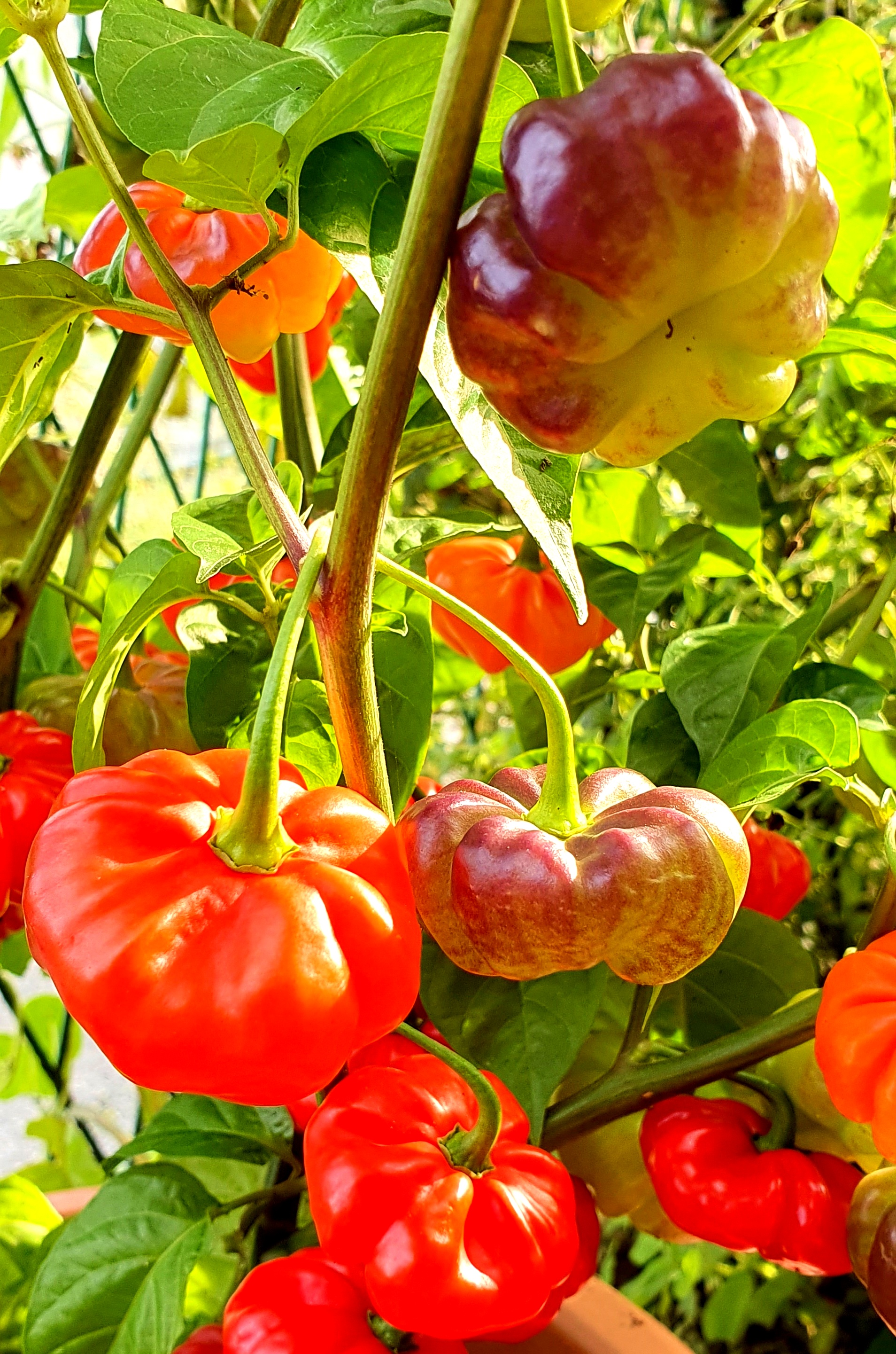 Hot Chilli Peppers: AJI CACHUCHA PURPLE SPOTCHED Hot Pepper