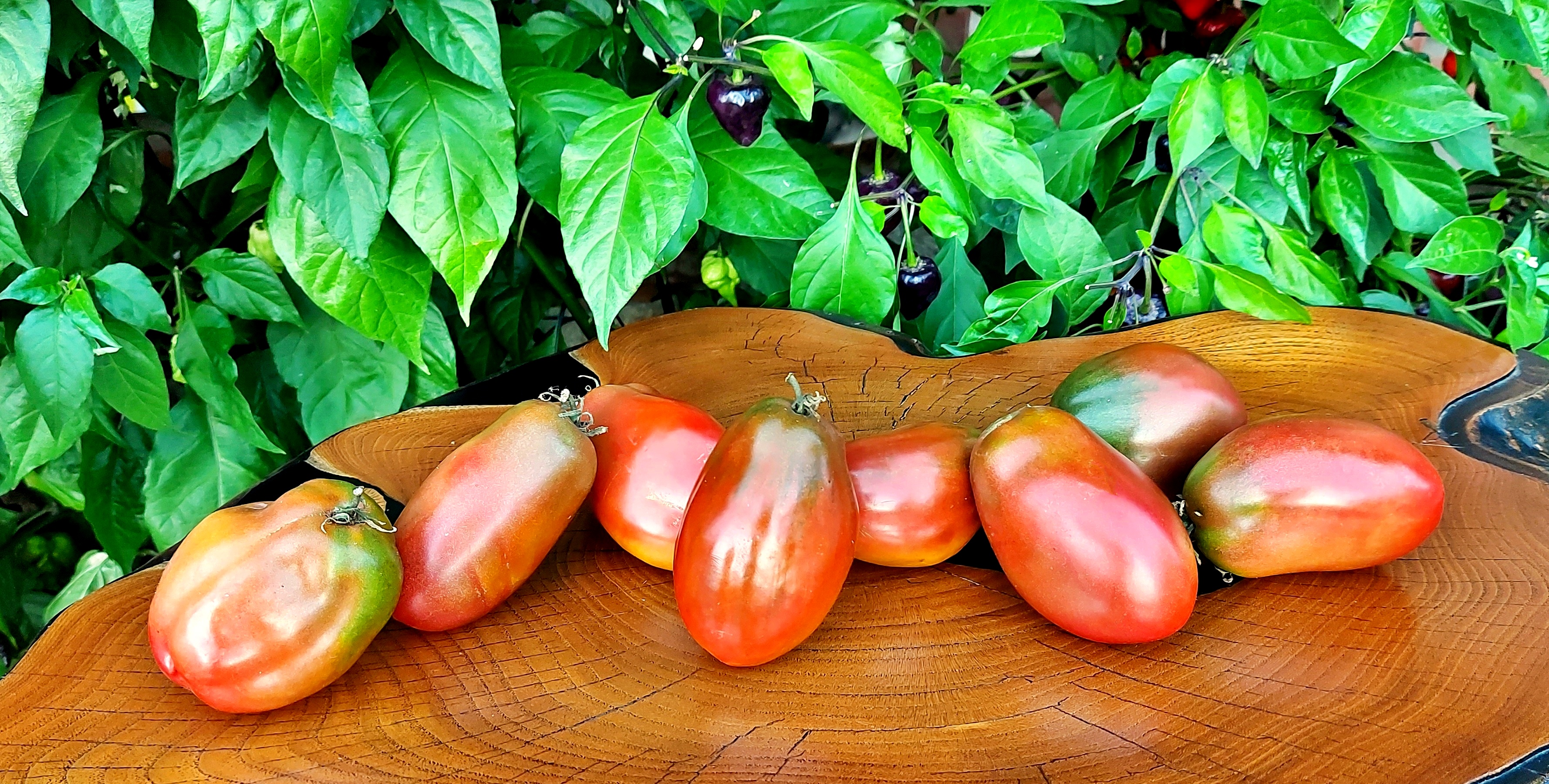 DWARF PROJECT: DWARF ALMANDINE Dwarf Project Tomato