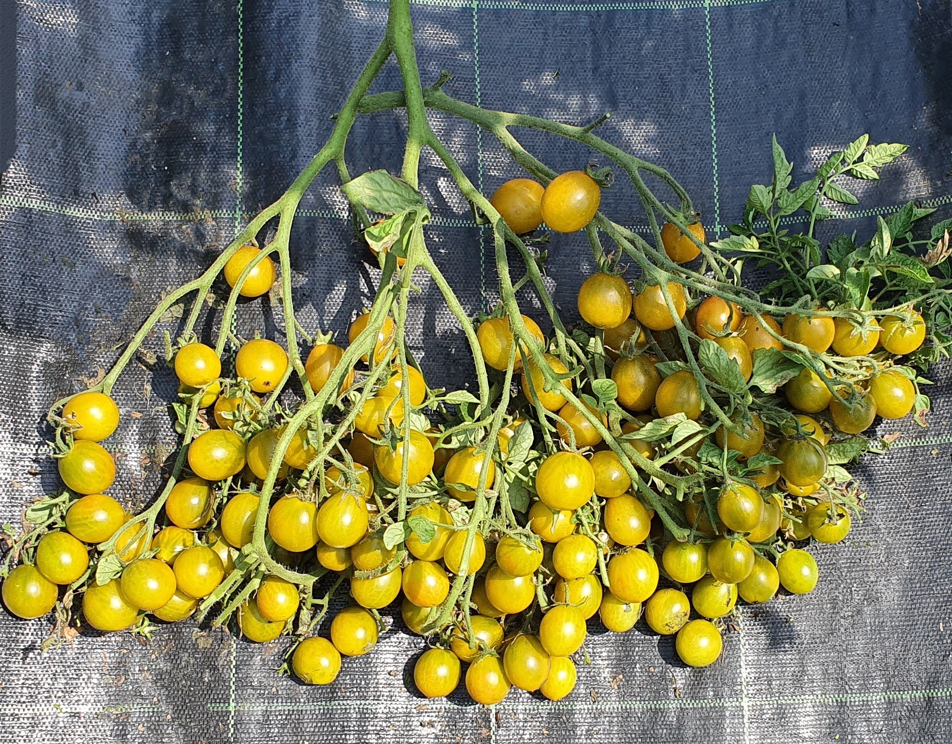 Green Tomatoes: AMBER KEYES Tomato ( Multiflora type)