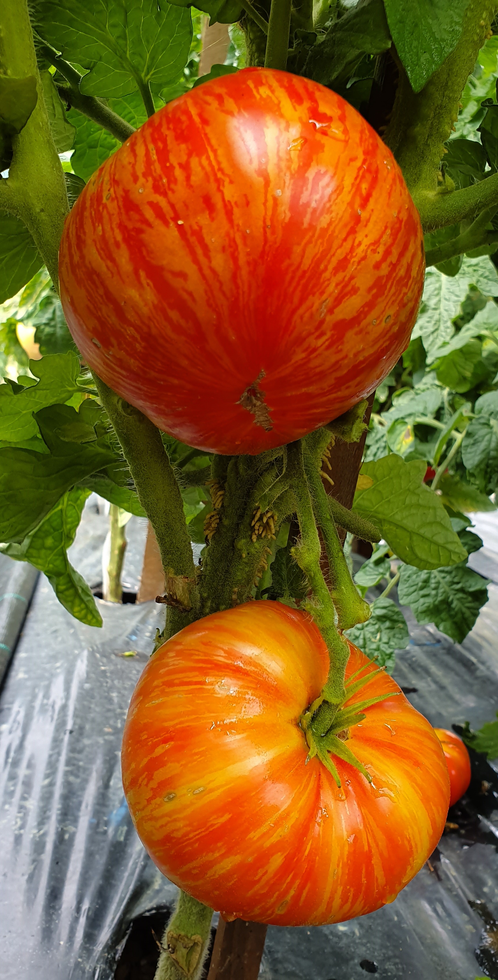 Striped tomatoes: BEAUTY KING Dwarf Project Tomato