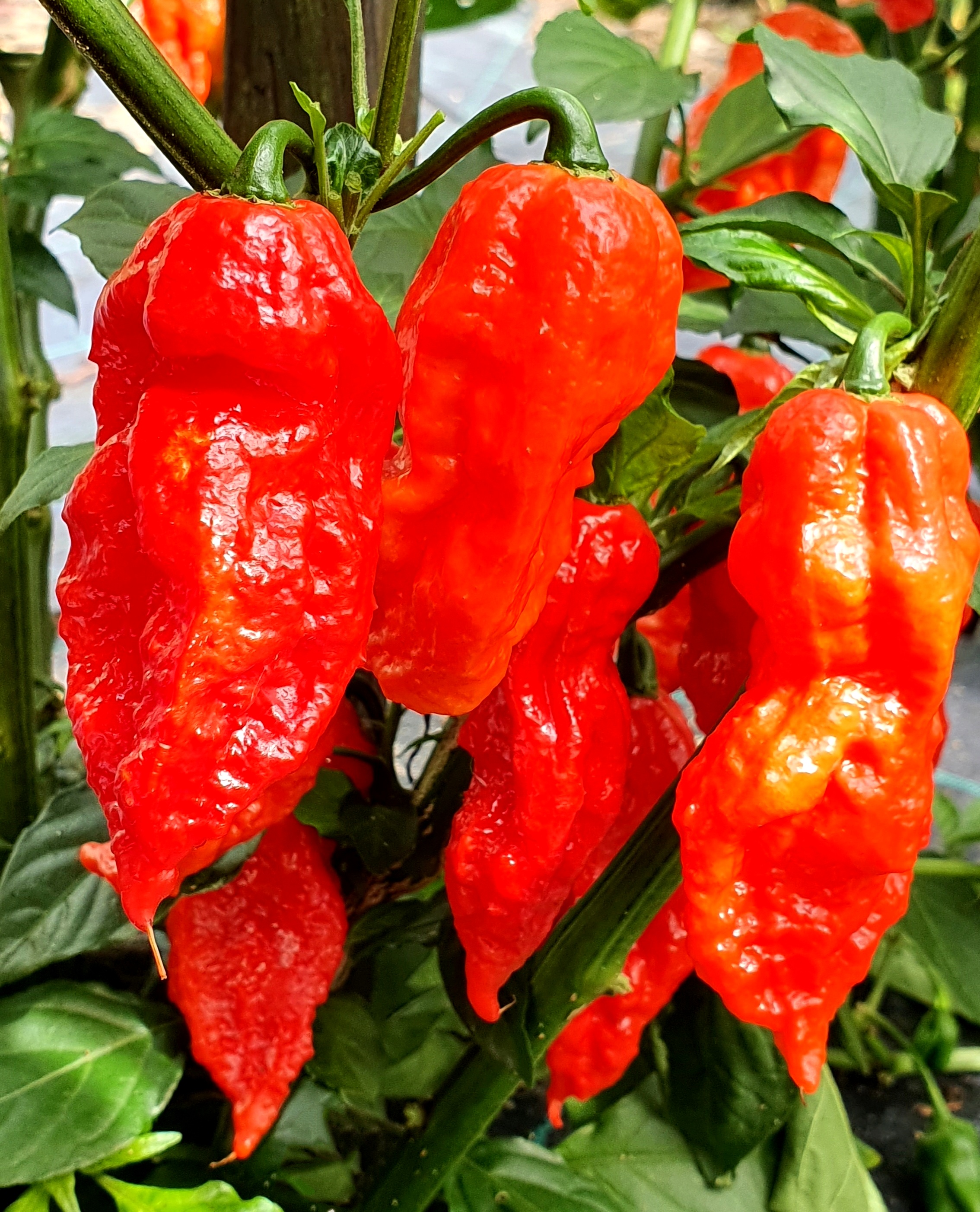 Hot Chilli Peppers: GHOST-BHUT JOLOKIA RED Hot Chili Pepper