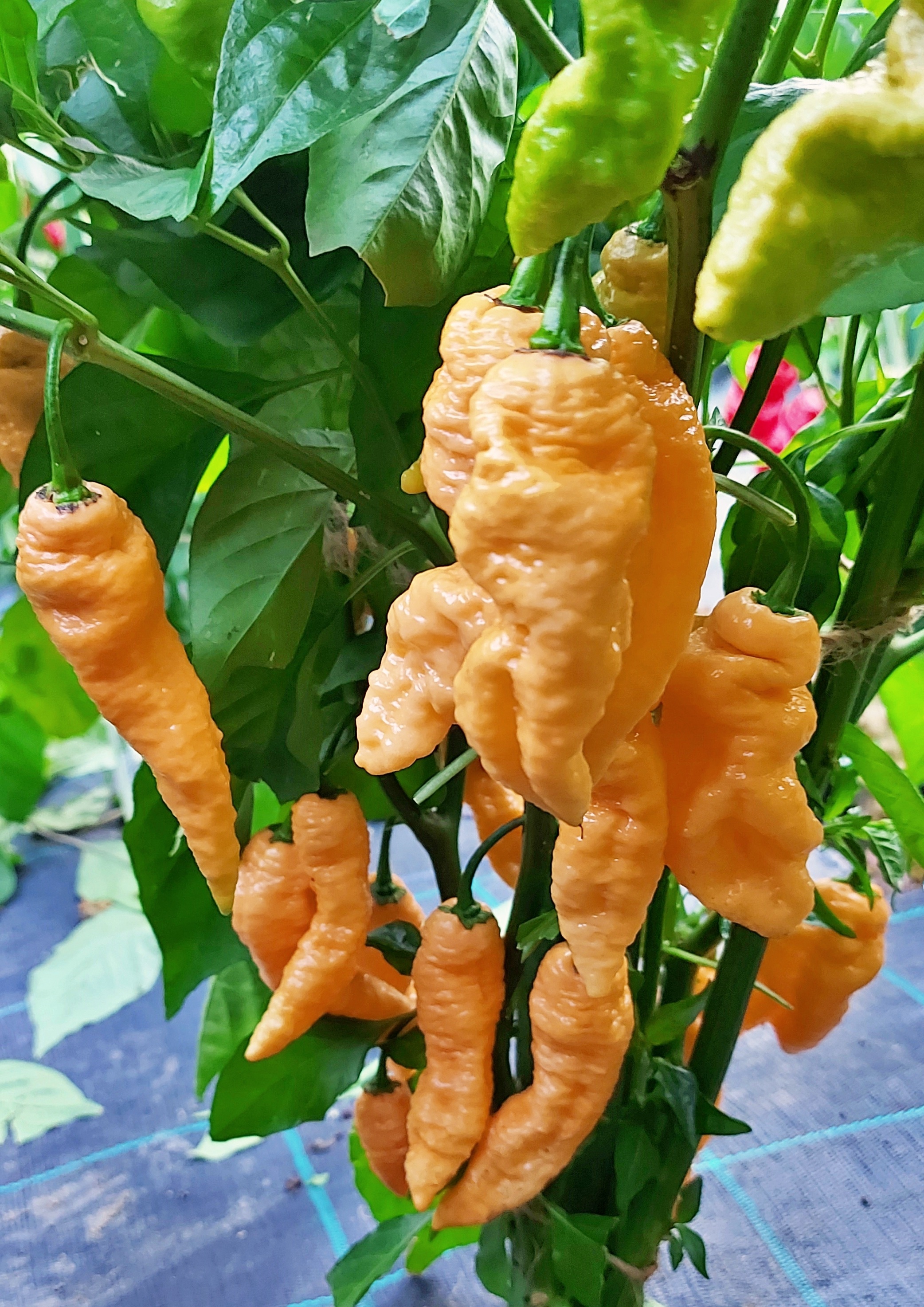 Hot Chilli Peppers: BHUT JOLOKIA PEACH WM Hot Chili Pepper