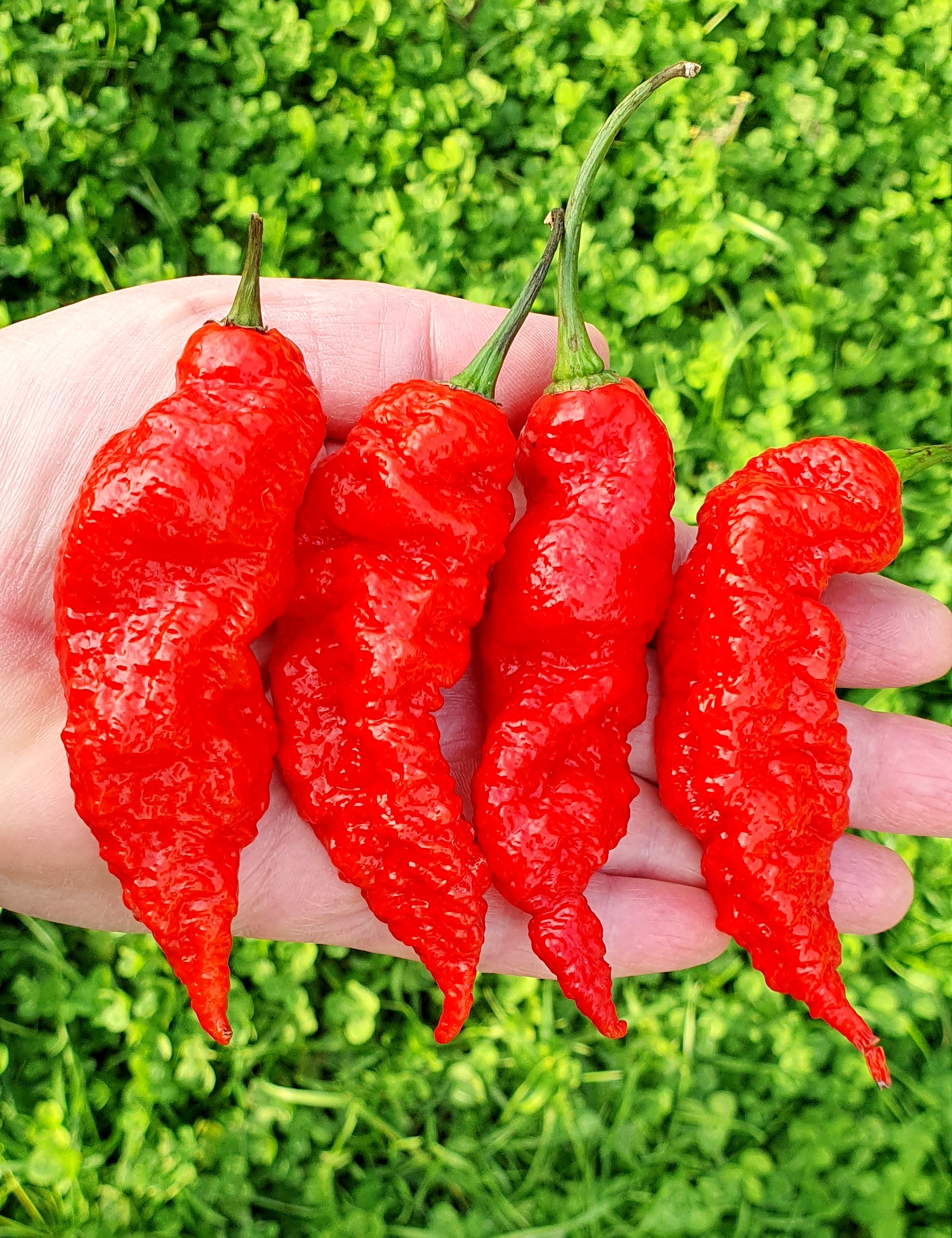 melodrama Lærd kant Hot Chilli Peppers: GHOST-BHUT JOLOKIA RED Hot Chili Pepper
