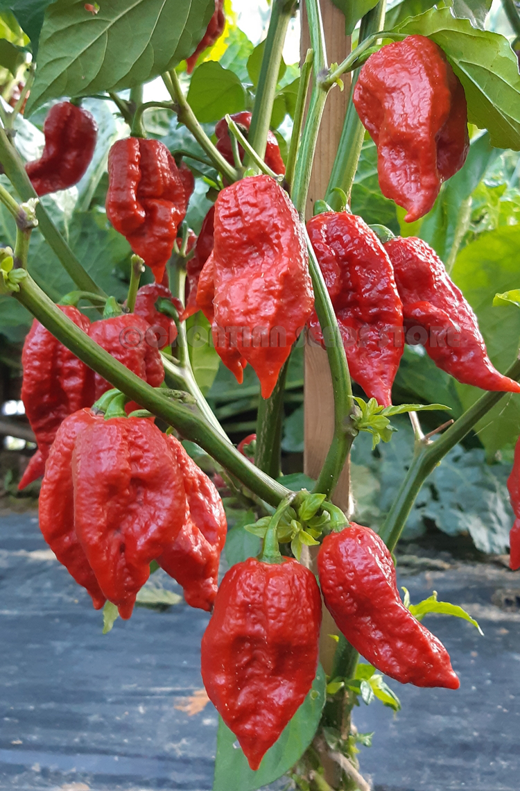 Hot Chilli Peppers : BROWN BUTLAH SLP Hot Chili Pepper