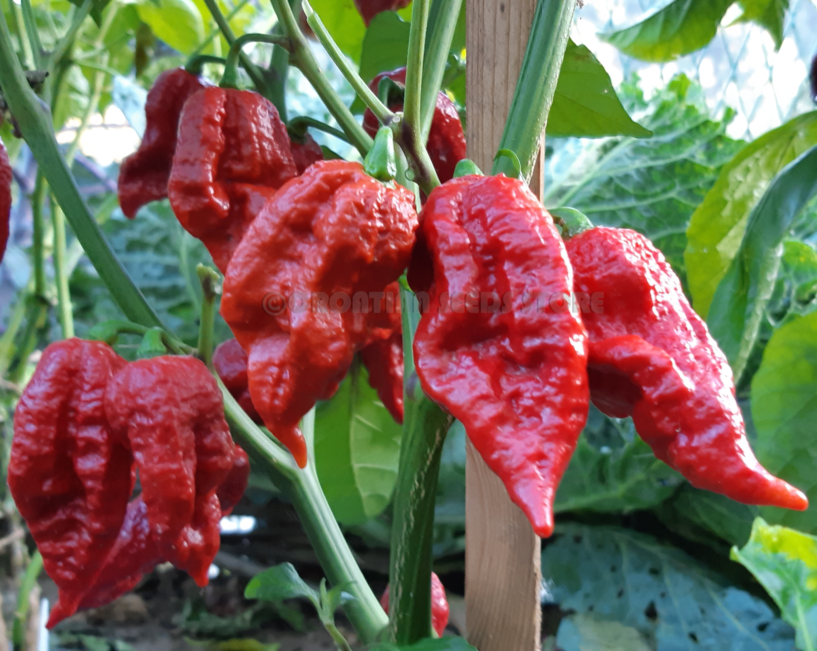 Extremely Hot Chili Pepper BROWN BHUTLAH SLP 10 Seeds Vegetable Organic 