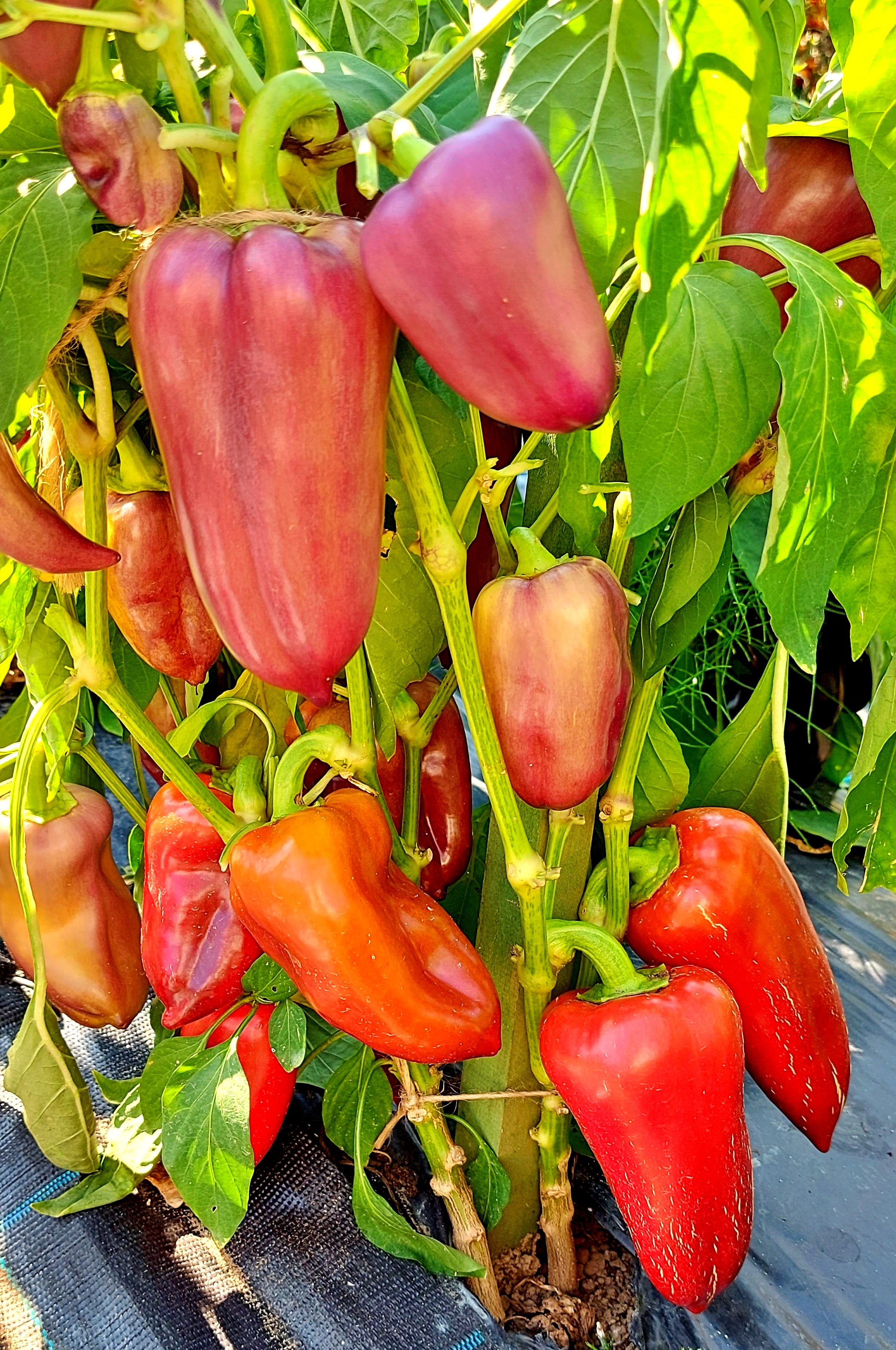 Black & Purple peppers: BIG DADDY Sweet Pepper