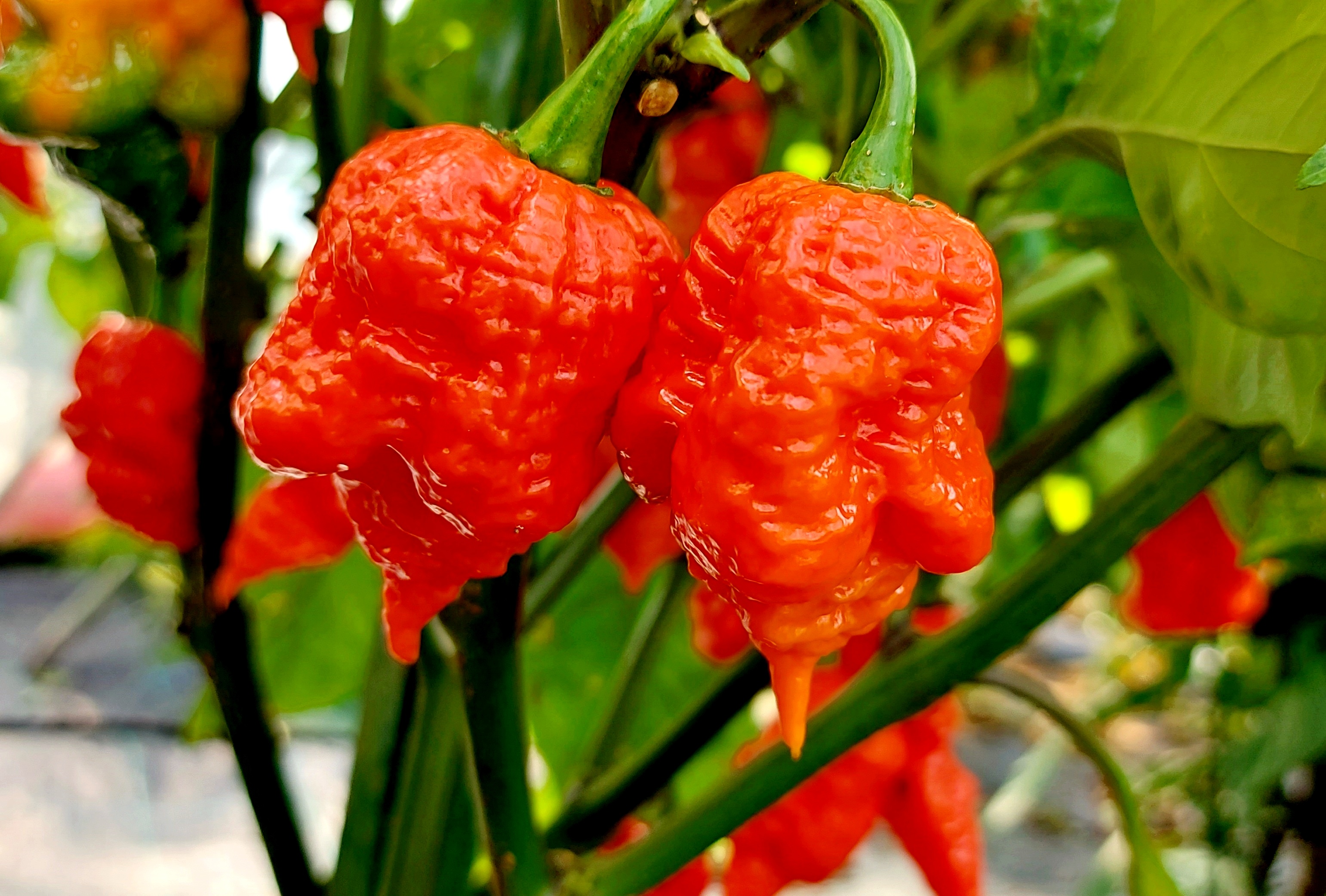 Hot Chilli Peppers: BIG RED MAMA Hot Chili Pepper