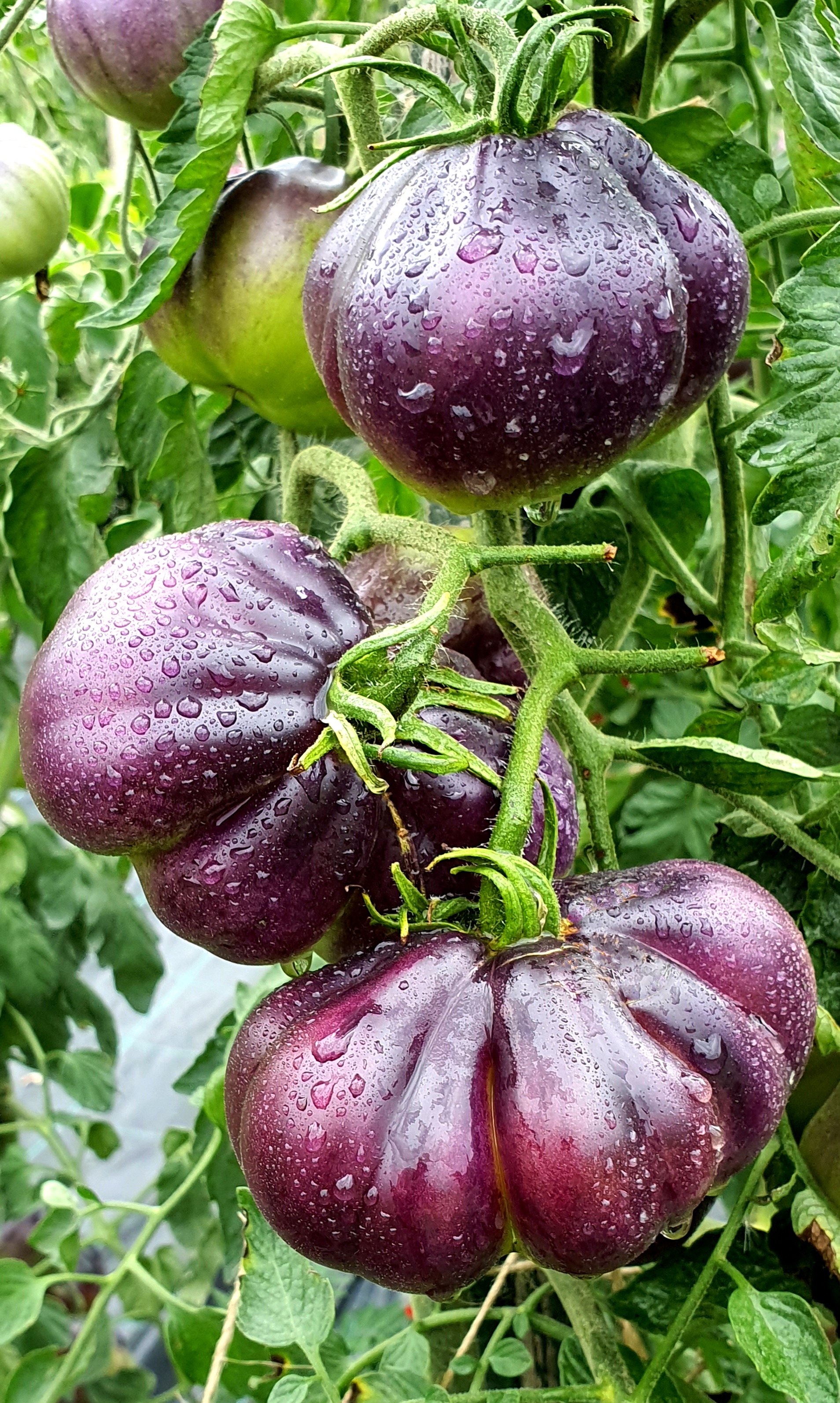 Black and Blue tomatoes: BLUE PEAR Tomato