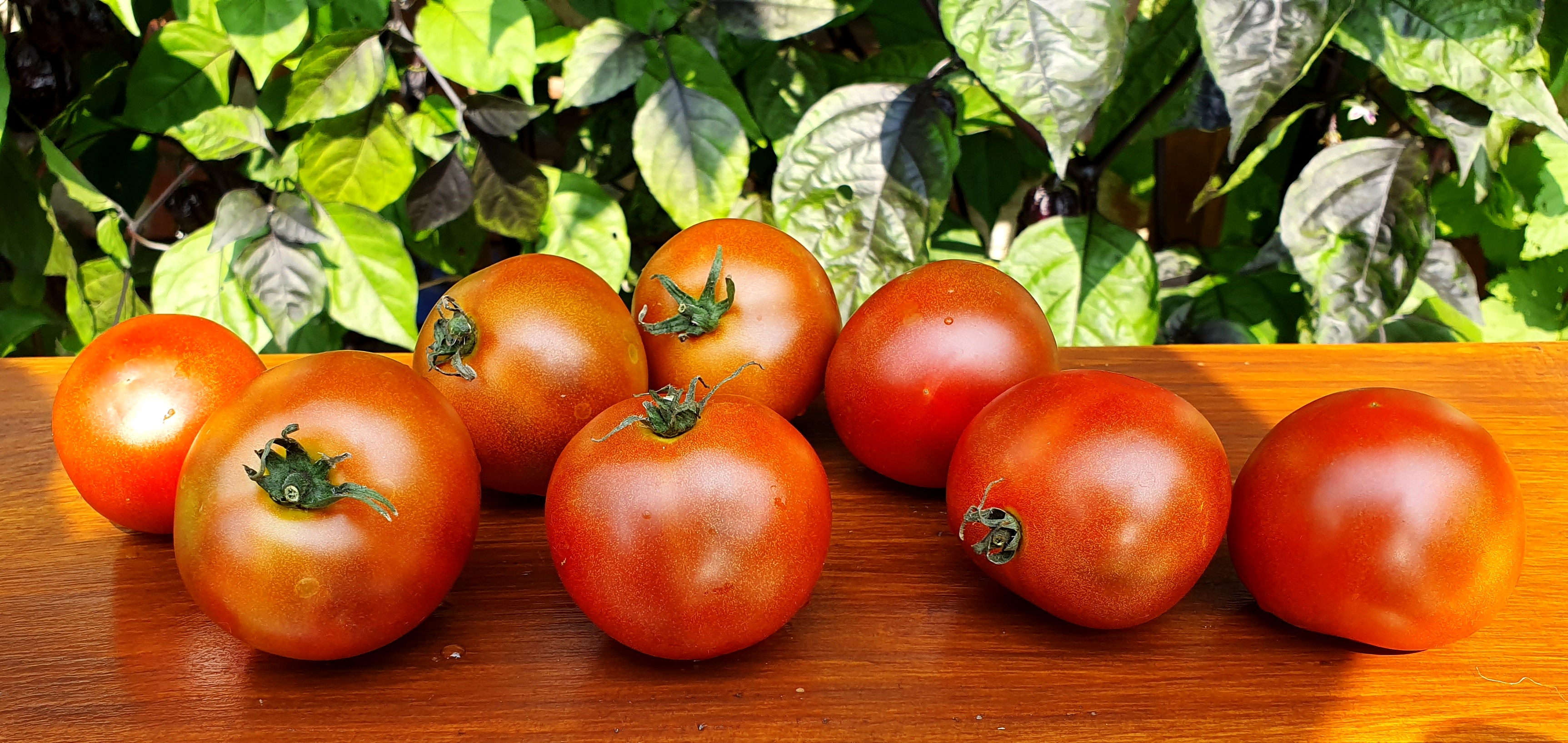 Dwarf tomato project проект гном томатный