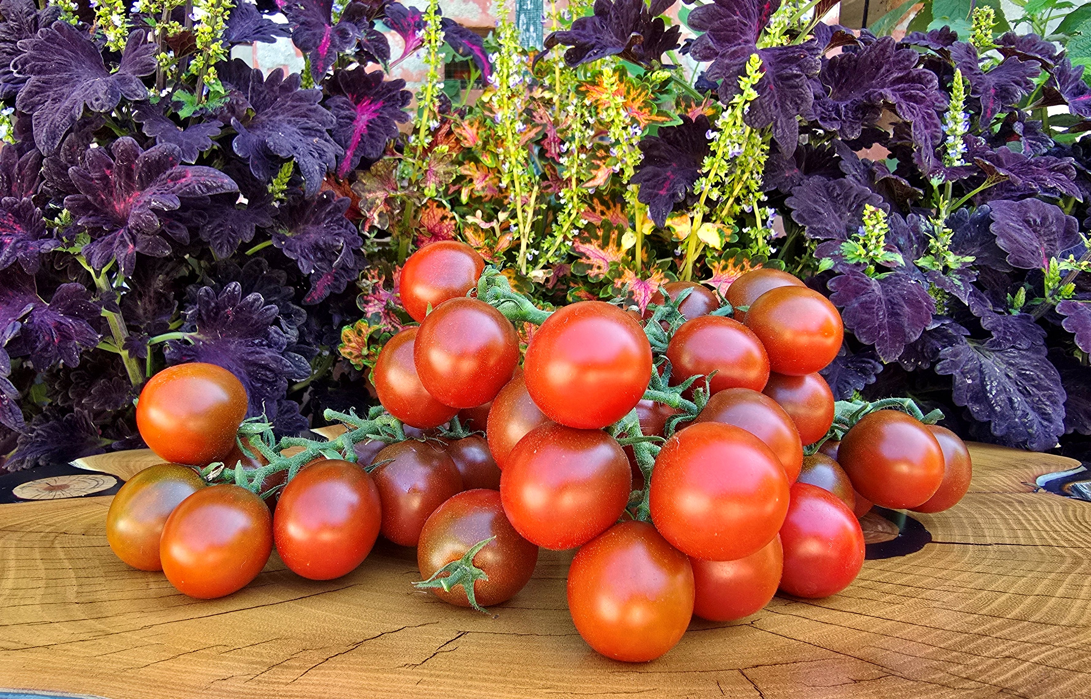 Cherry Tomatoes: CAPPUCCINO Tomato