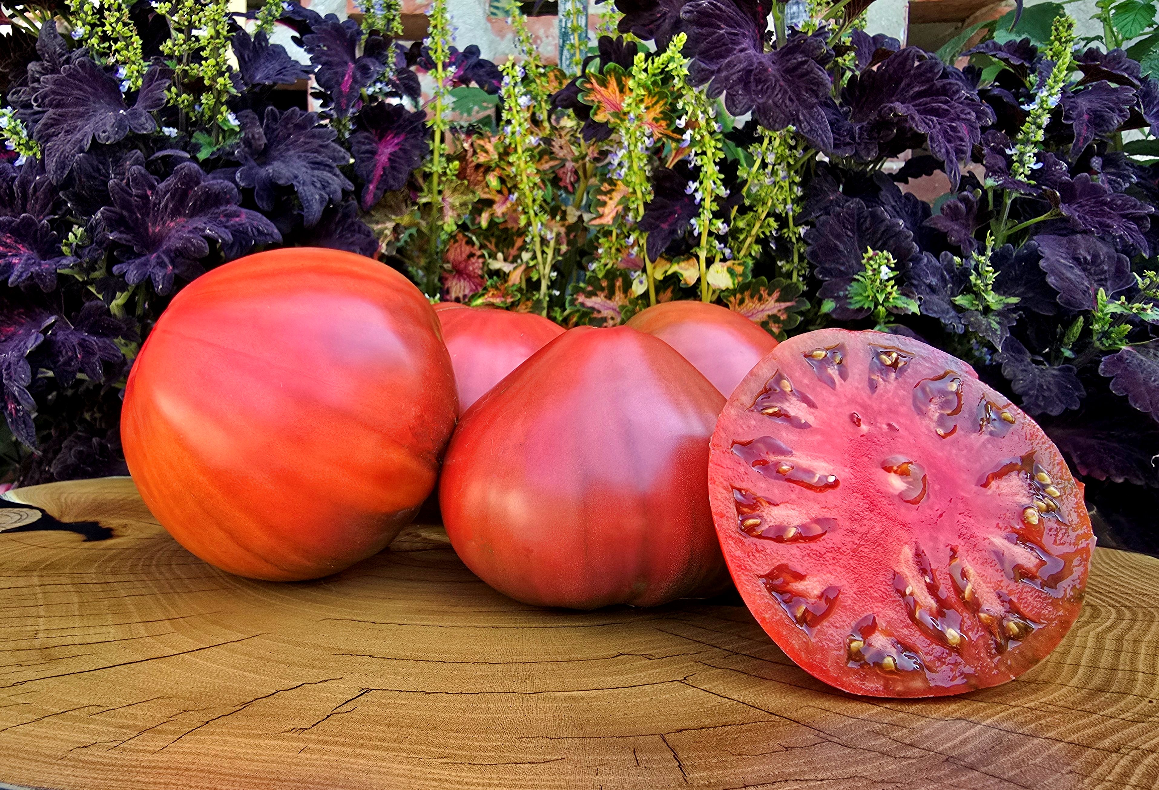 Black and Blue tomatoes: CHINOOK Tomato