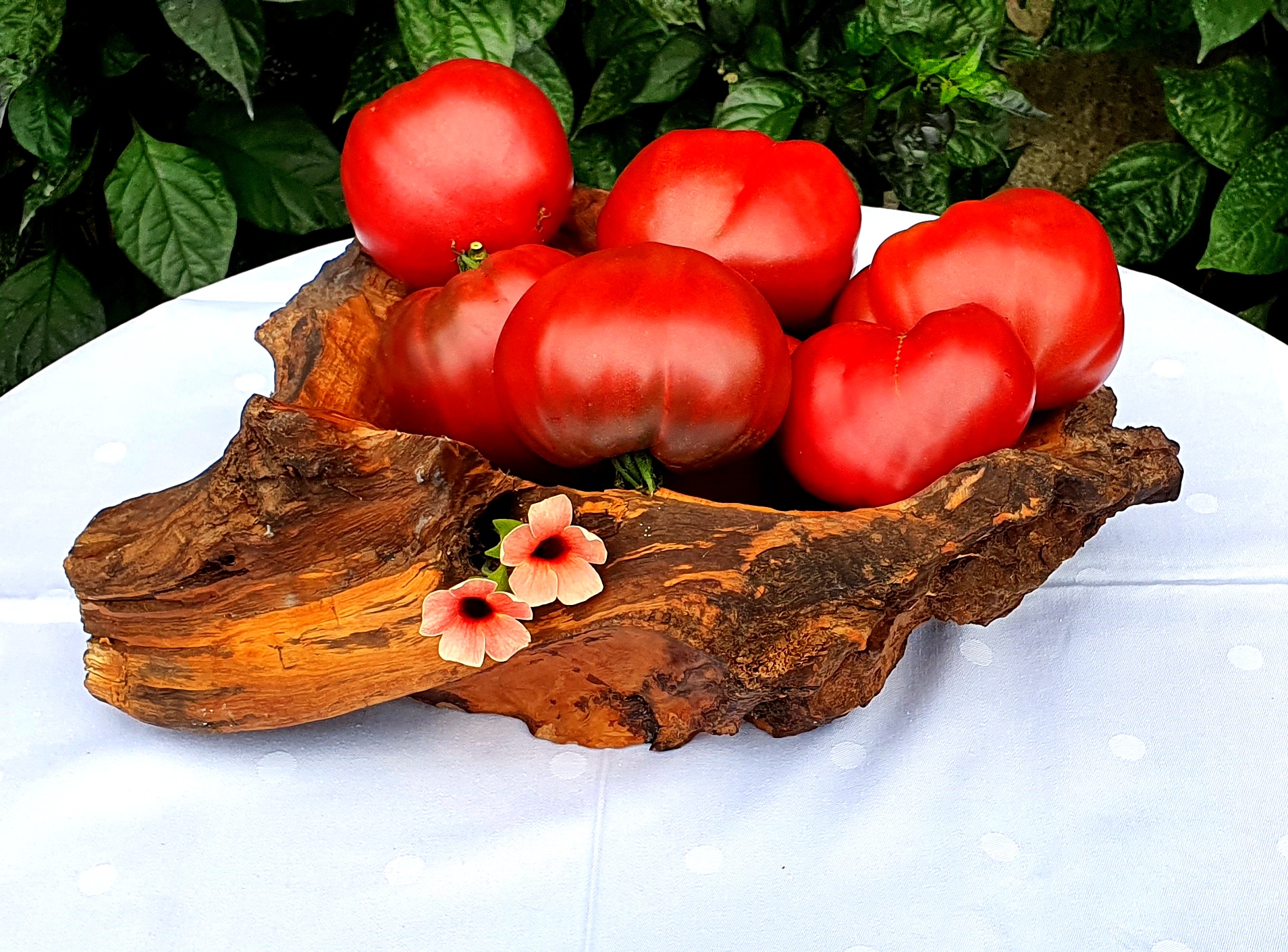 Black and Blue tomatoes: CRIMSON KING Dwarf Tomato