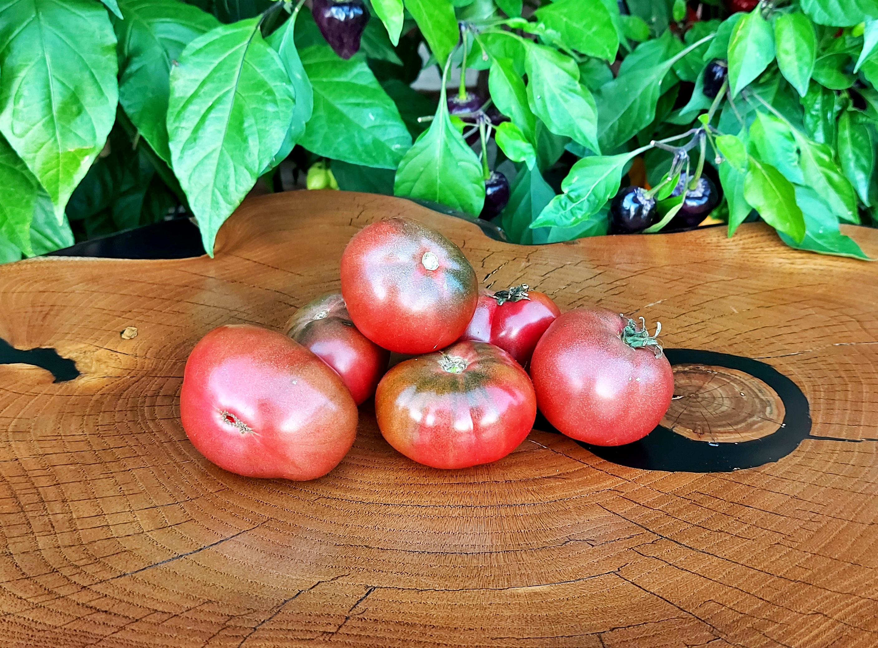 Desert Star Dwarf Tomato