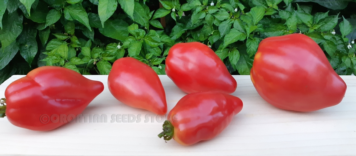 Desperado Tomato-Meraki Seeds